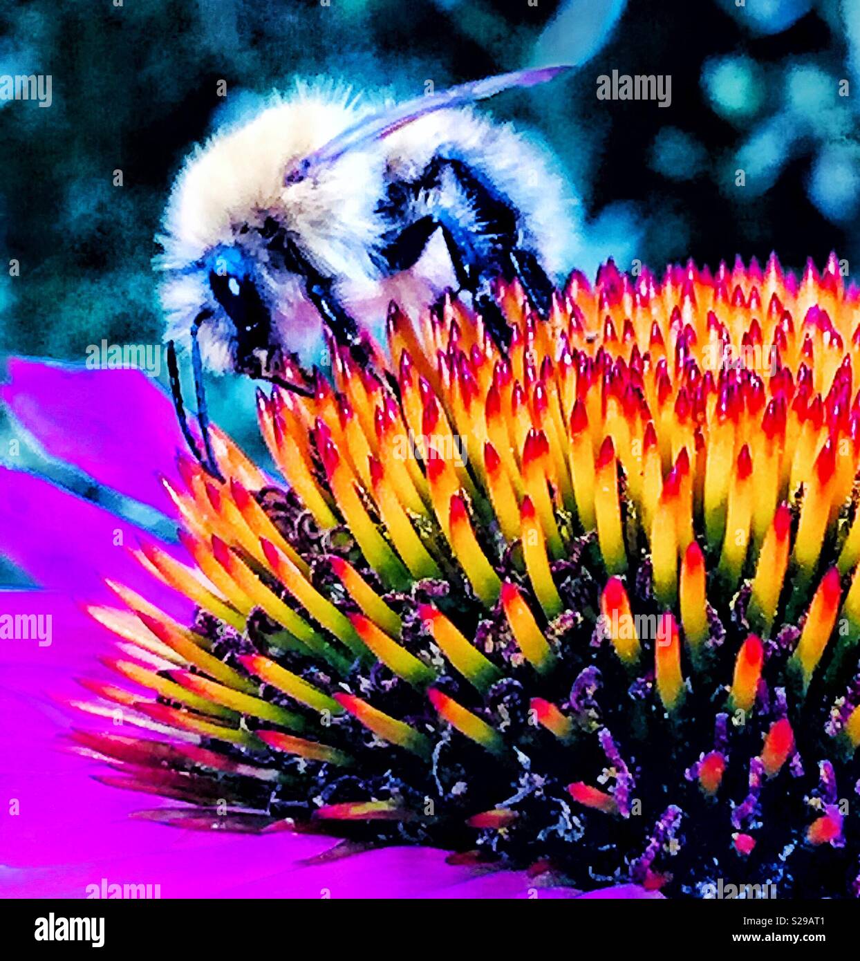 Il miele delle api su un fiore di Echinacea Foto Stock