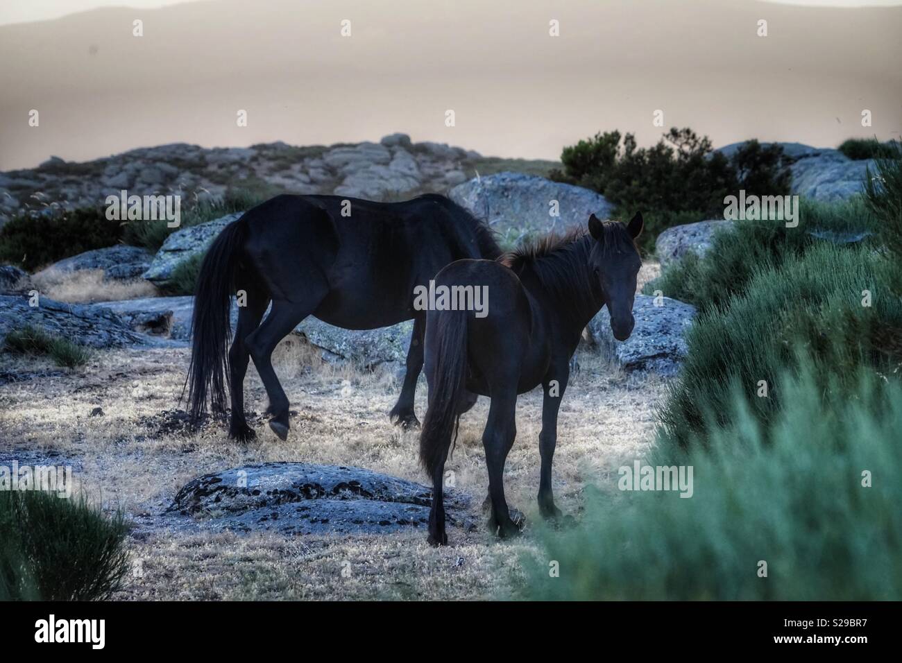 Pottoka, in Europa la più selvaggia popolazione cavallo, cavalli selvaggi in Estremadura, Spagna Foto Stock