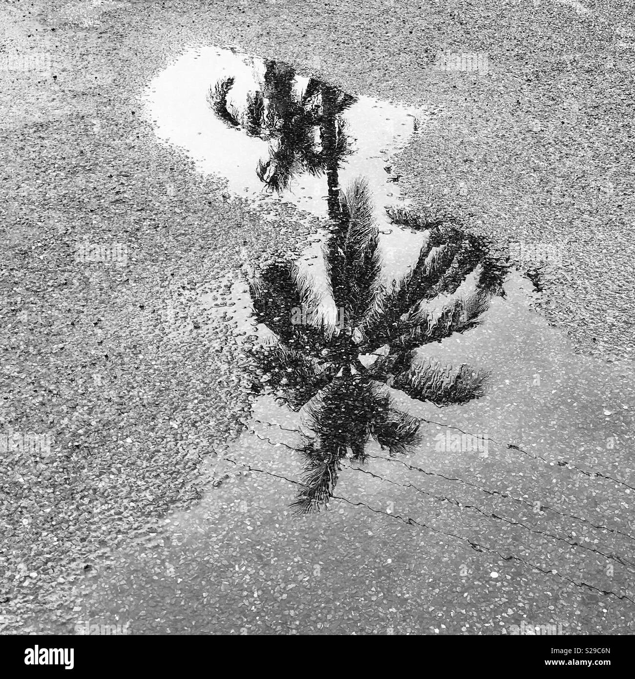 La riflessione di un albero di palma Foto Stock