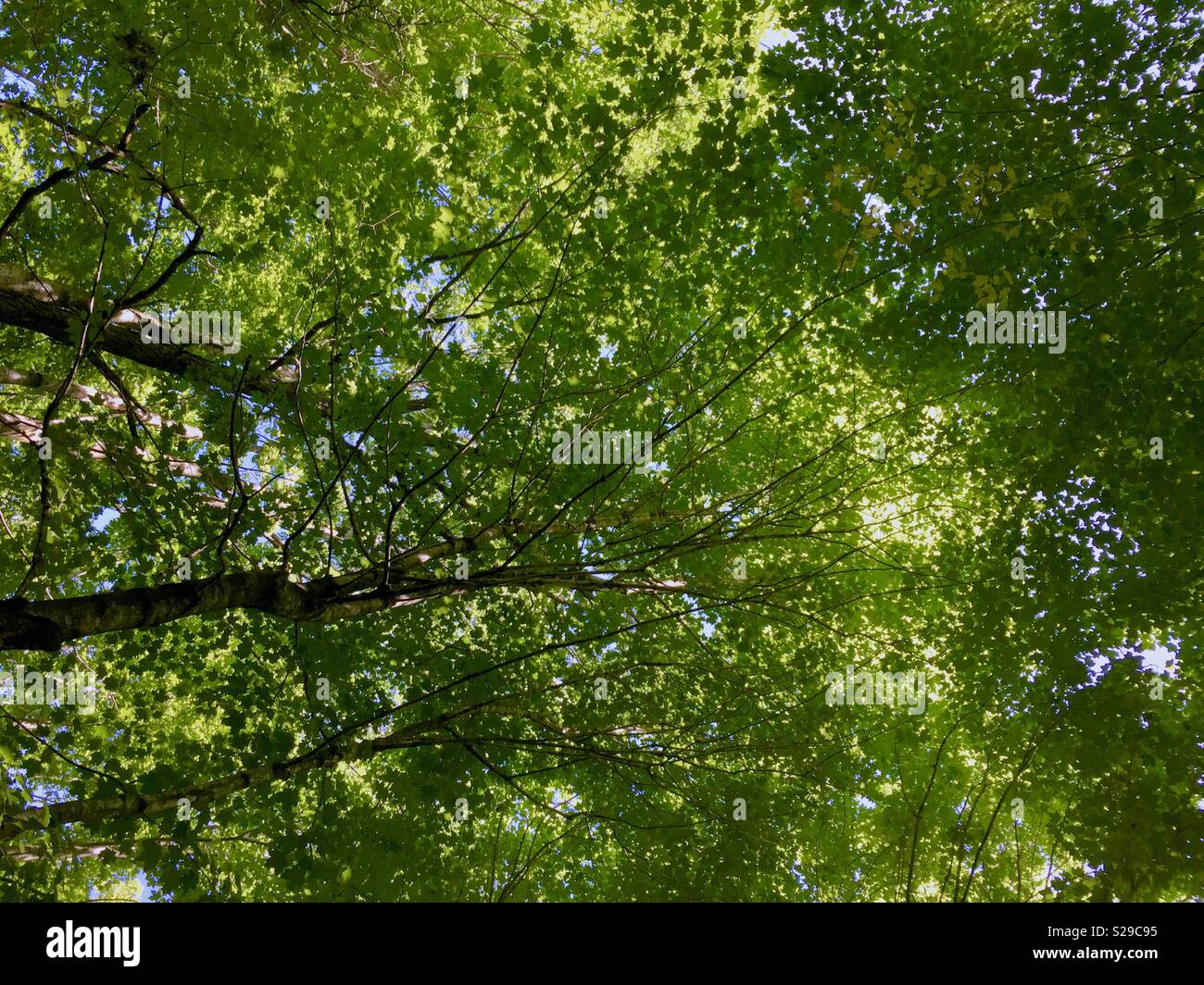 Guardando verso l'alto gli alberi. - Immagine stock catturata con smartphone