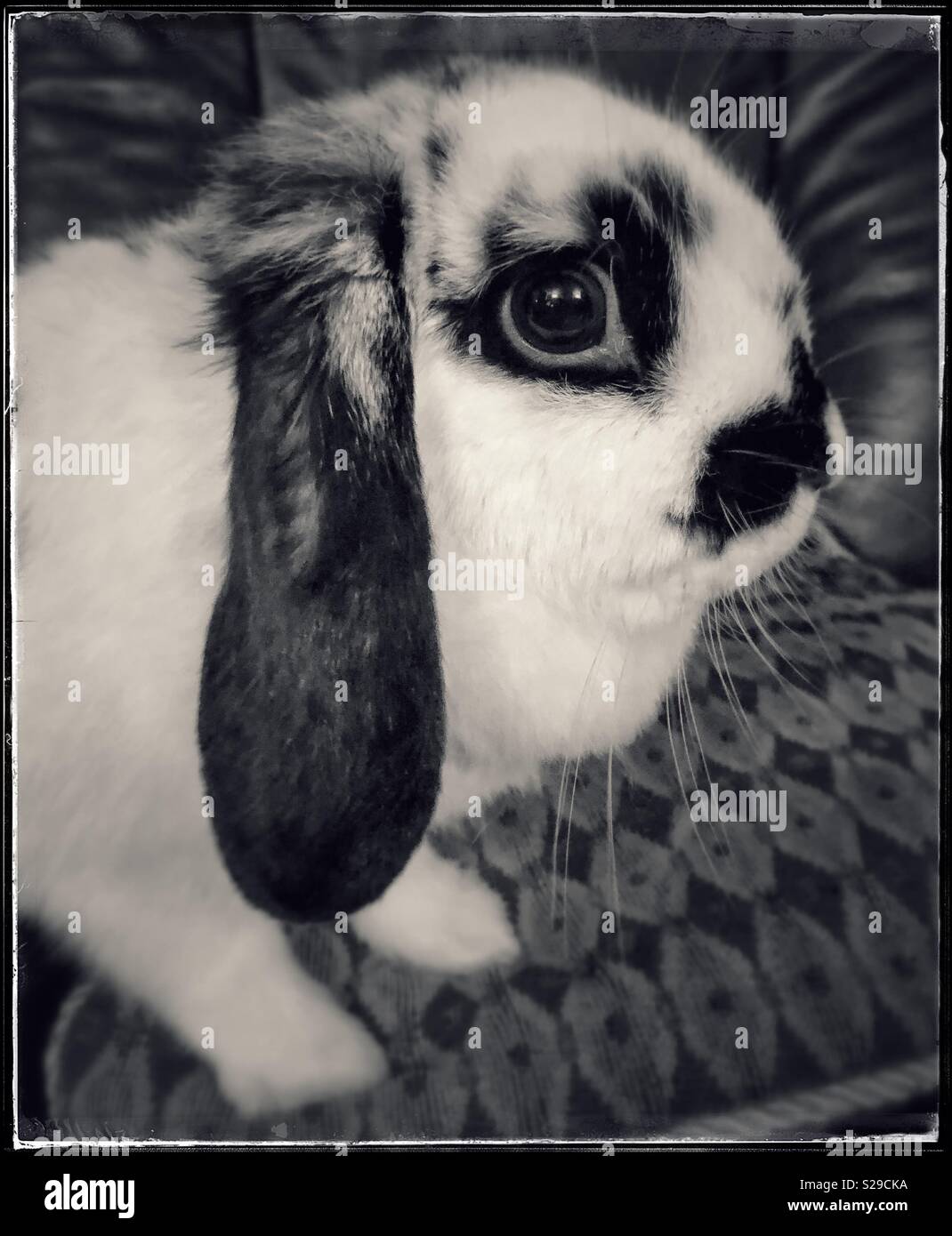 In bianco e nero il coniglio Foto Stock
