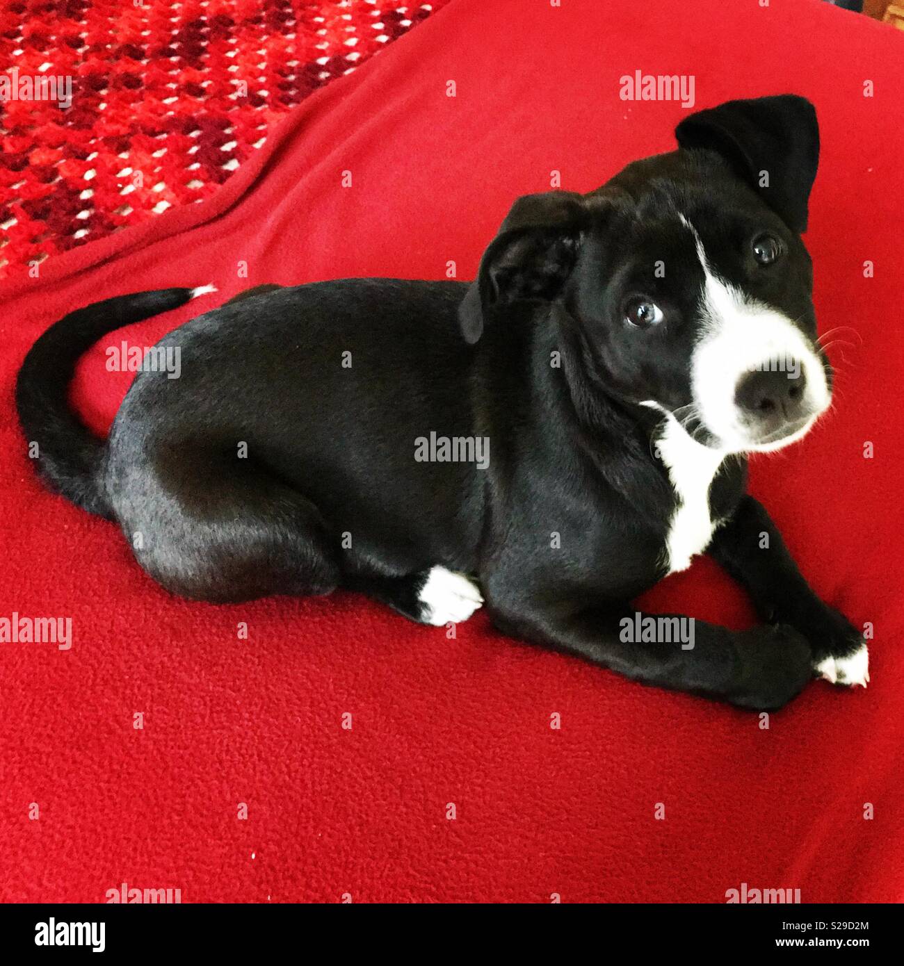 Cucciolo sulla coperta di rosso - Immagine stock catturata con smartphone