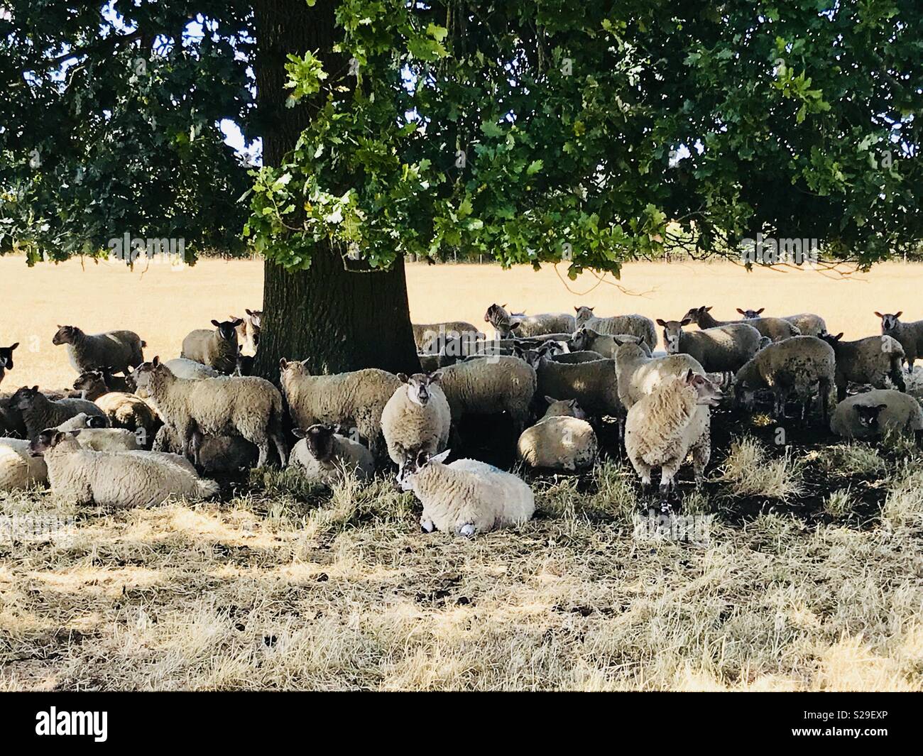 Pecore rifugiandosi sotto un albero in un caldo estati soleggiate giorno. A Alderton, Northamptonshire, Regno Unito Foto Stock