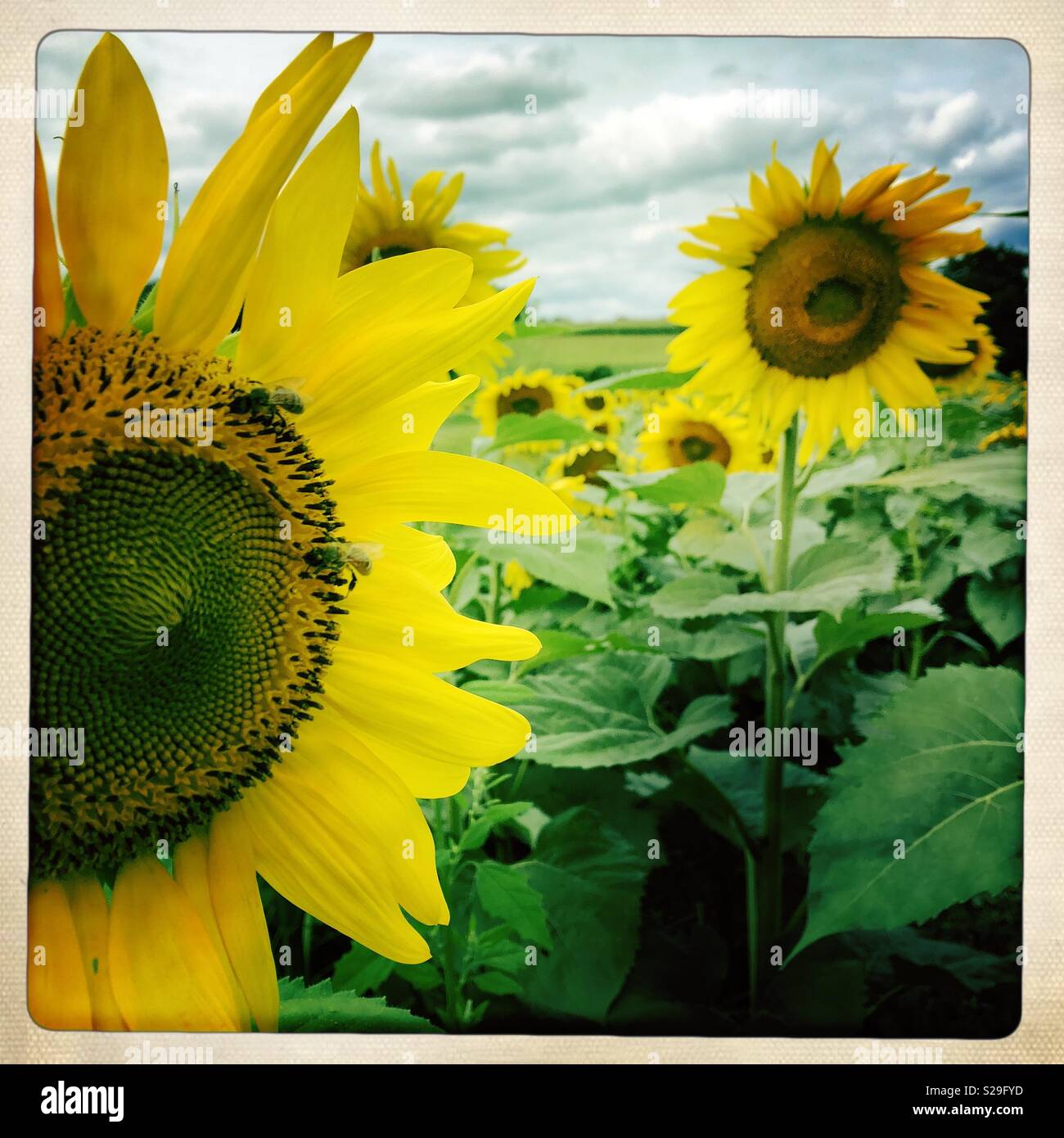 Campo di girasoli - Immagine stock catturata con smartphone