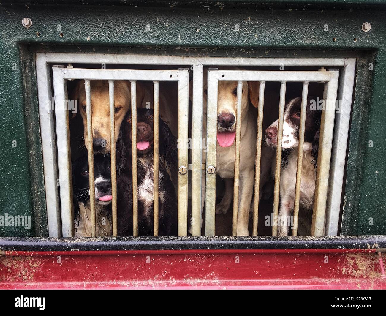 Cani da Caccia nella gabbia di trasporto Foto Stock