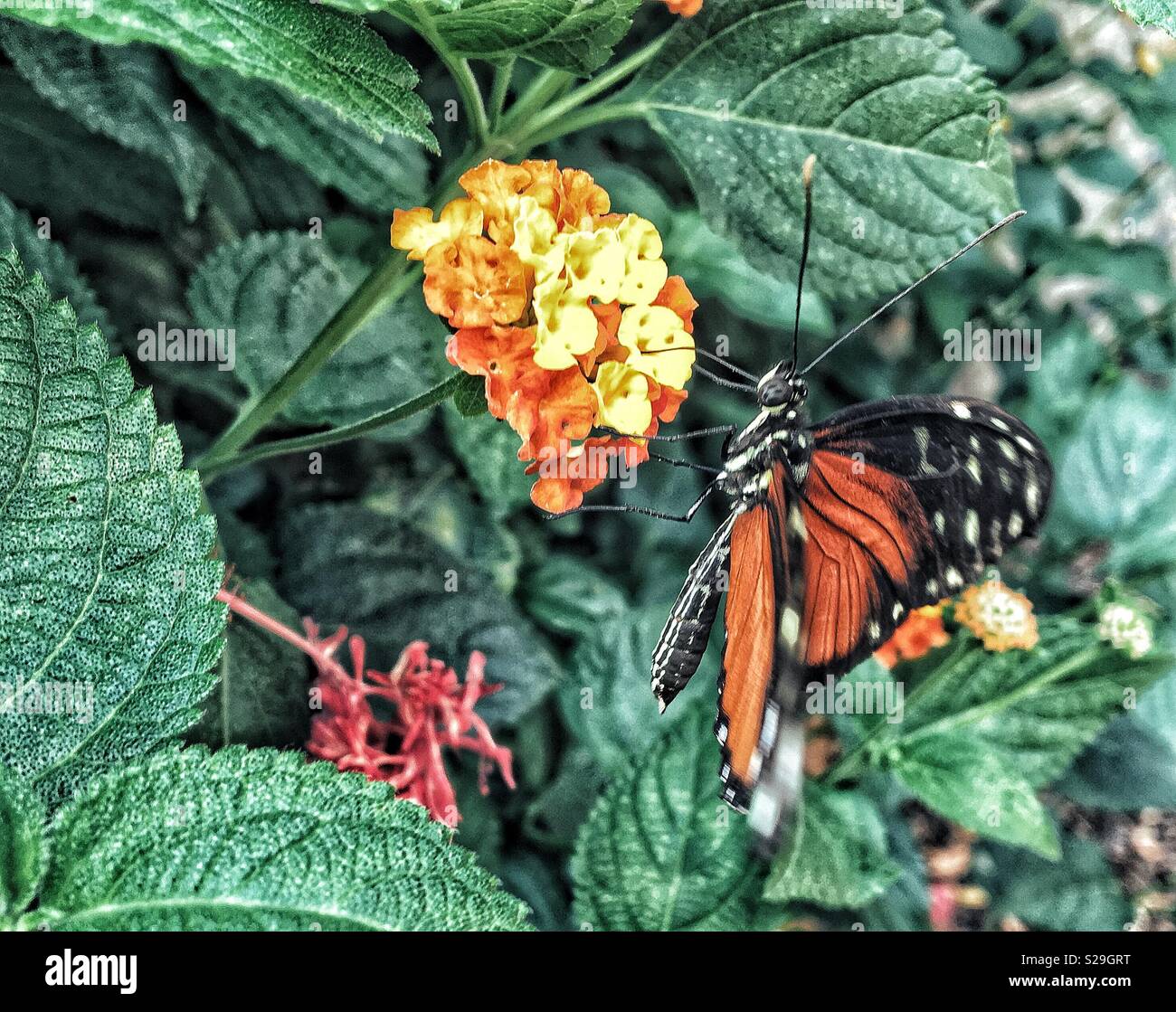 Sulla farfalla arancione e giallo fiore Foto Stock