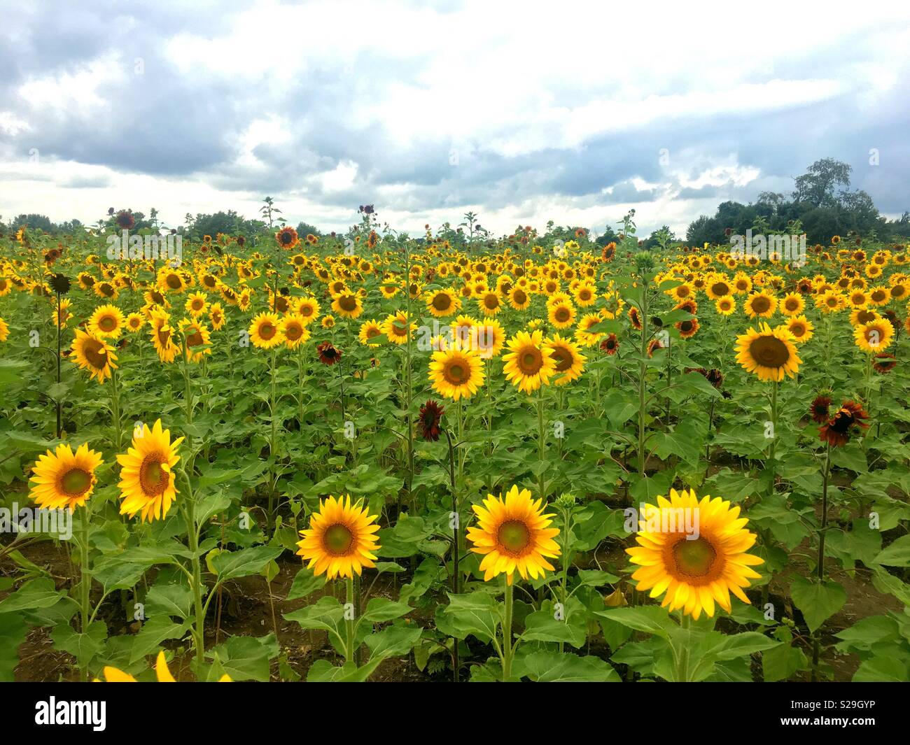 I campi di girasole per sempre - Immagine stock catturata con smartphone