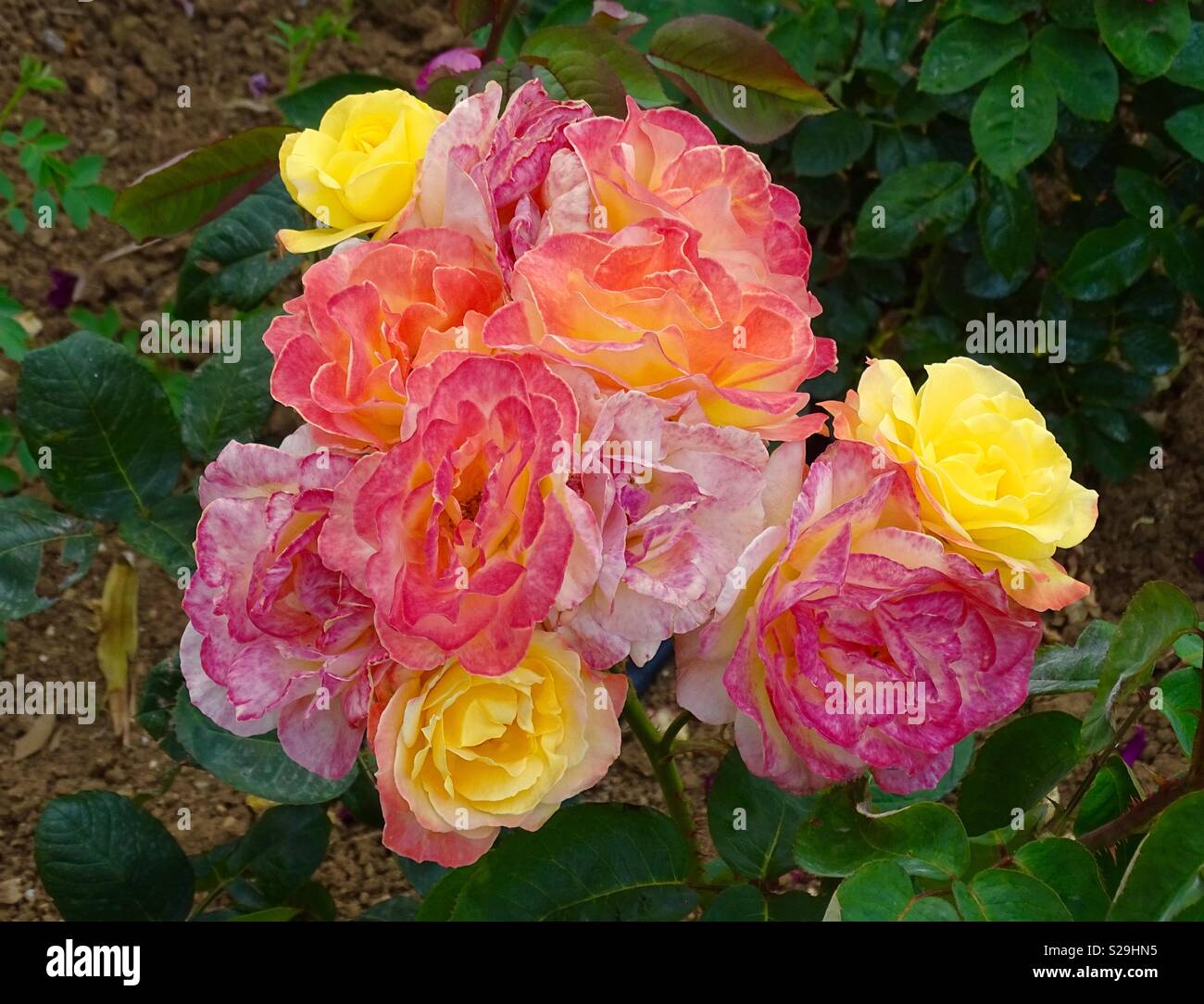 Cluster di rose Foto Stock