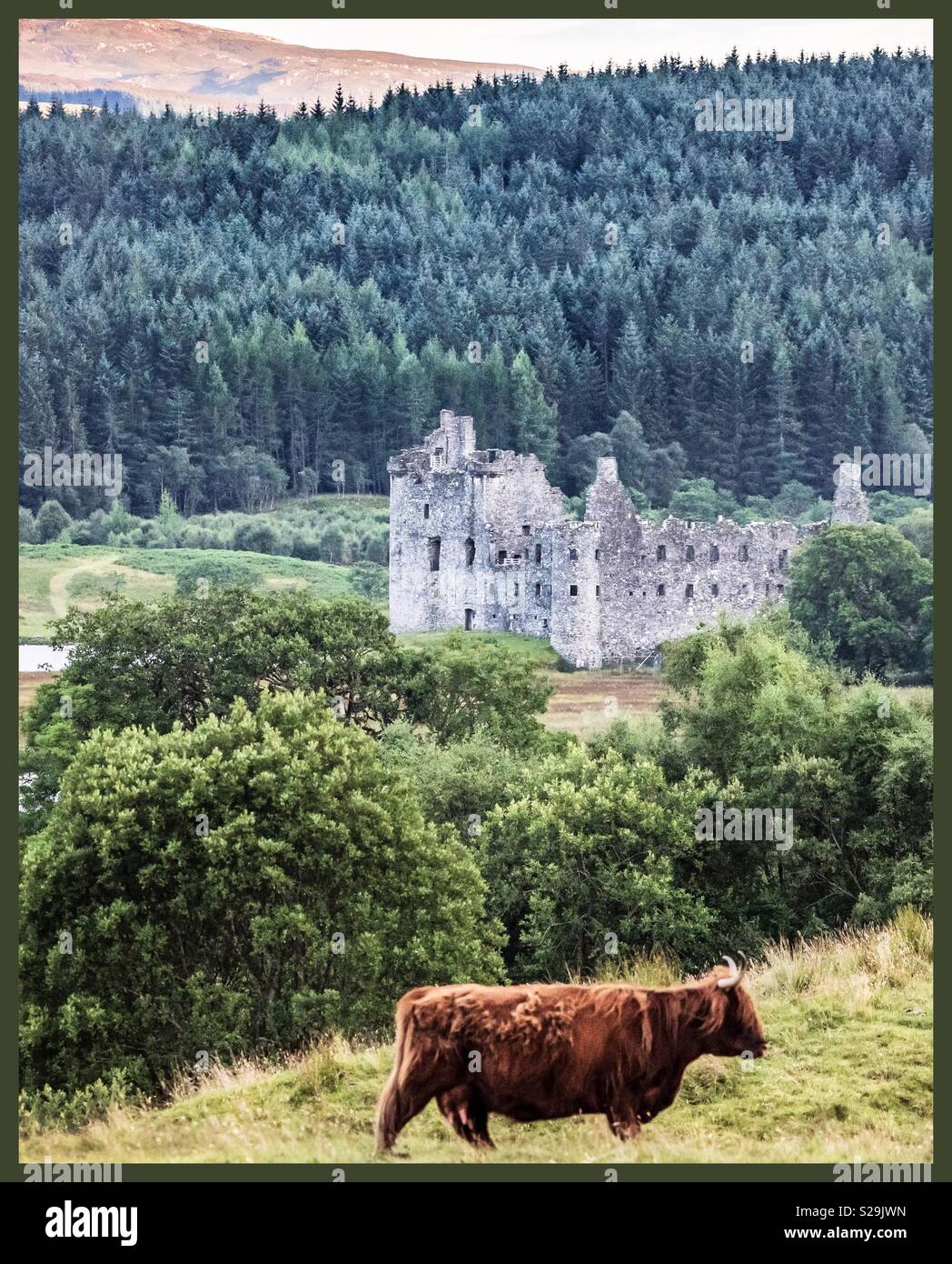 Highland mucca, passa Kilchurn Castle, Argyll - Immagine stock catturata con smartphone