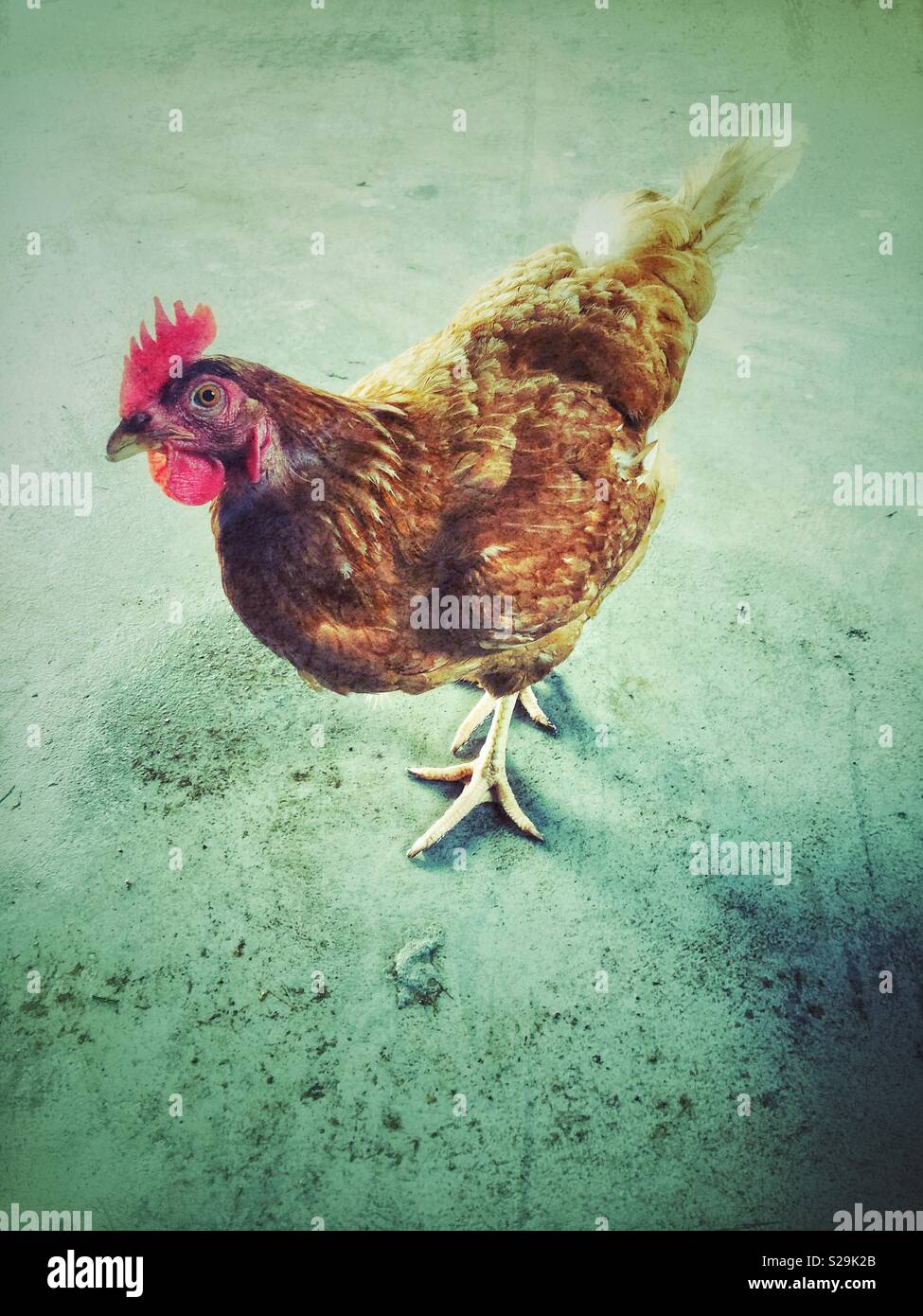 Creative ritratto di Rhode Island red backyard pollo in piedi sul pavimento in calcestruzzo Foto Stock