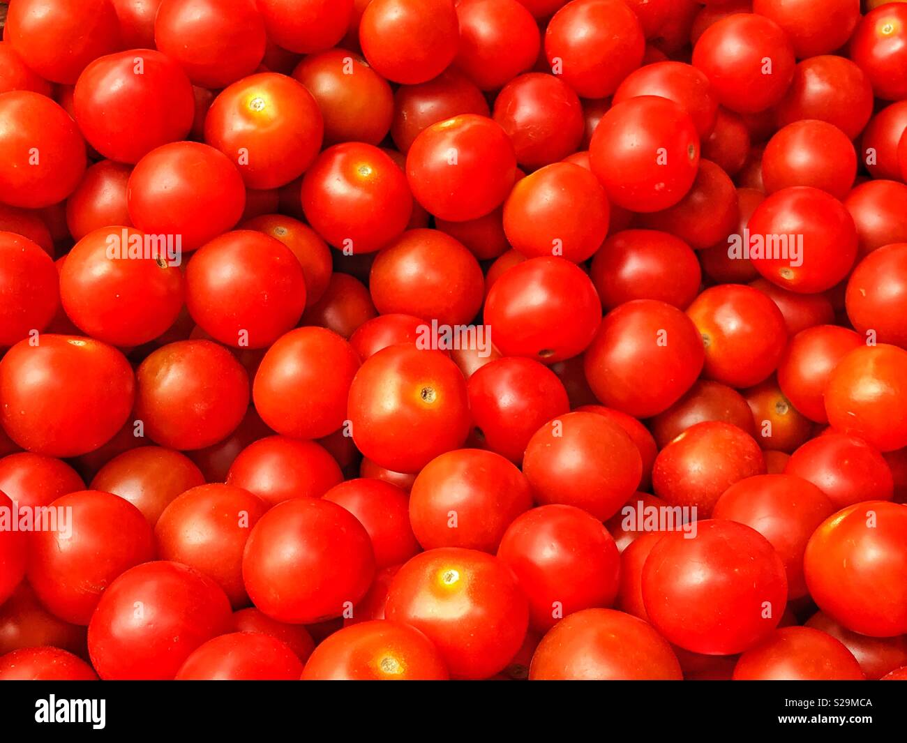 Un mucchio di pomodori ciliegia. Il pomodoro è necessario considerare sia la frutta e la verdura, a seconda della sua classificazione. Credito foto - © COLIN HOSKINS. Foto Stock