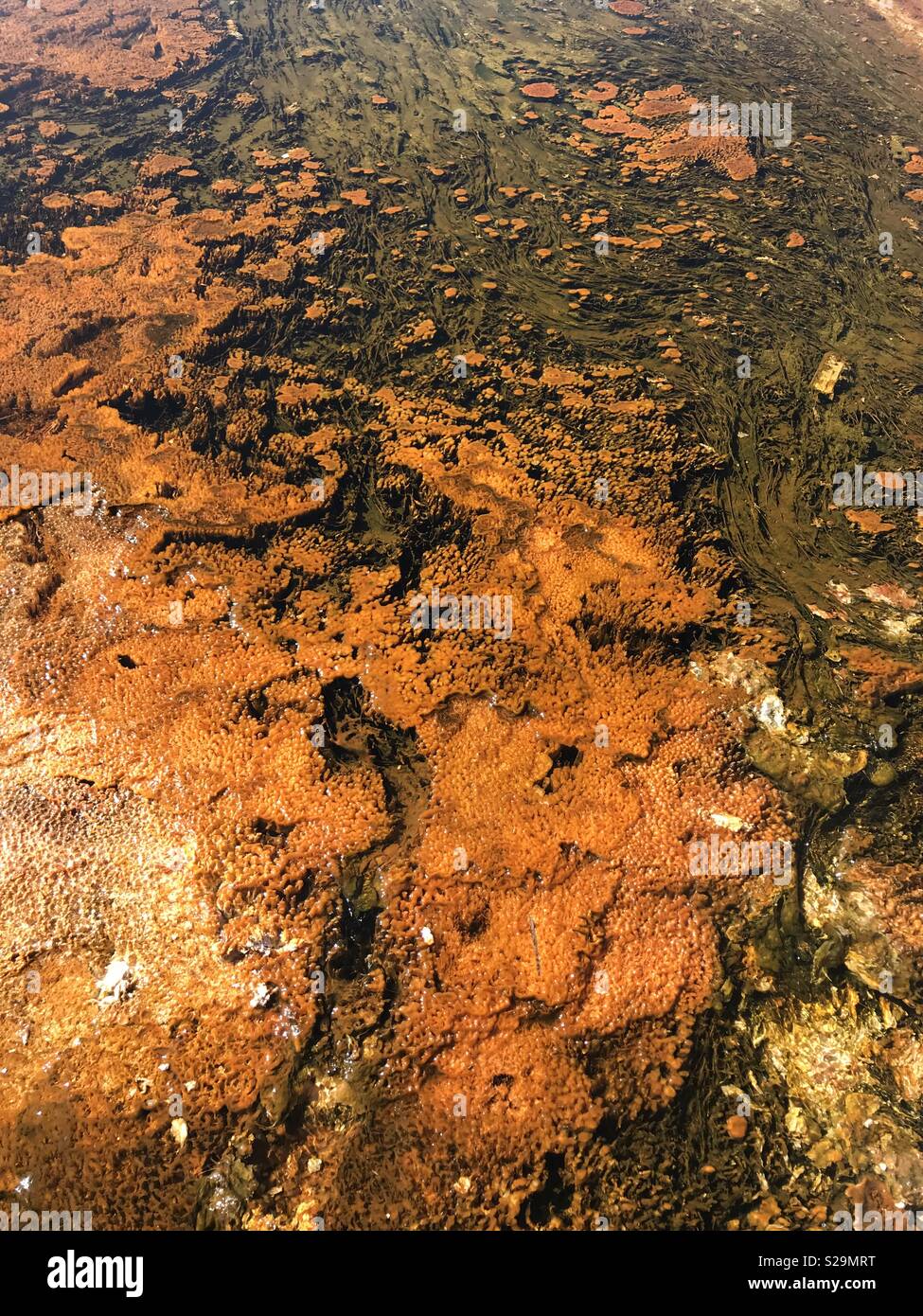Le alghe, Biscuit Basin, il Parco Nazionale di Yellowstone, Wyoming Foto Stock