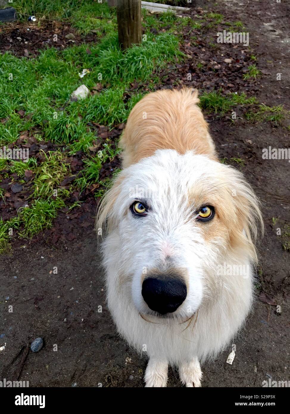 Cane bianco con gli occhi gialli guardando a voi Foto Stock