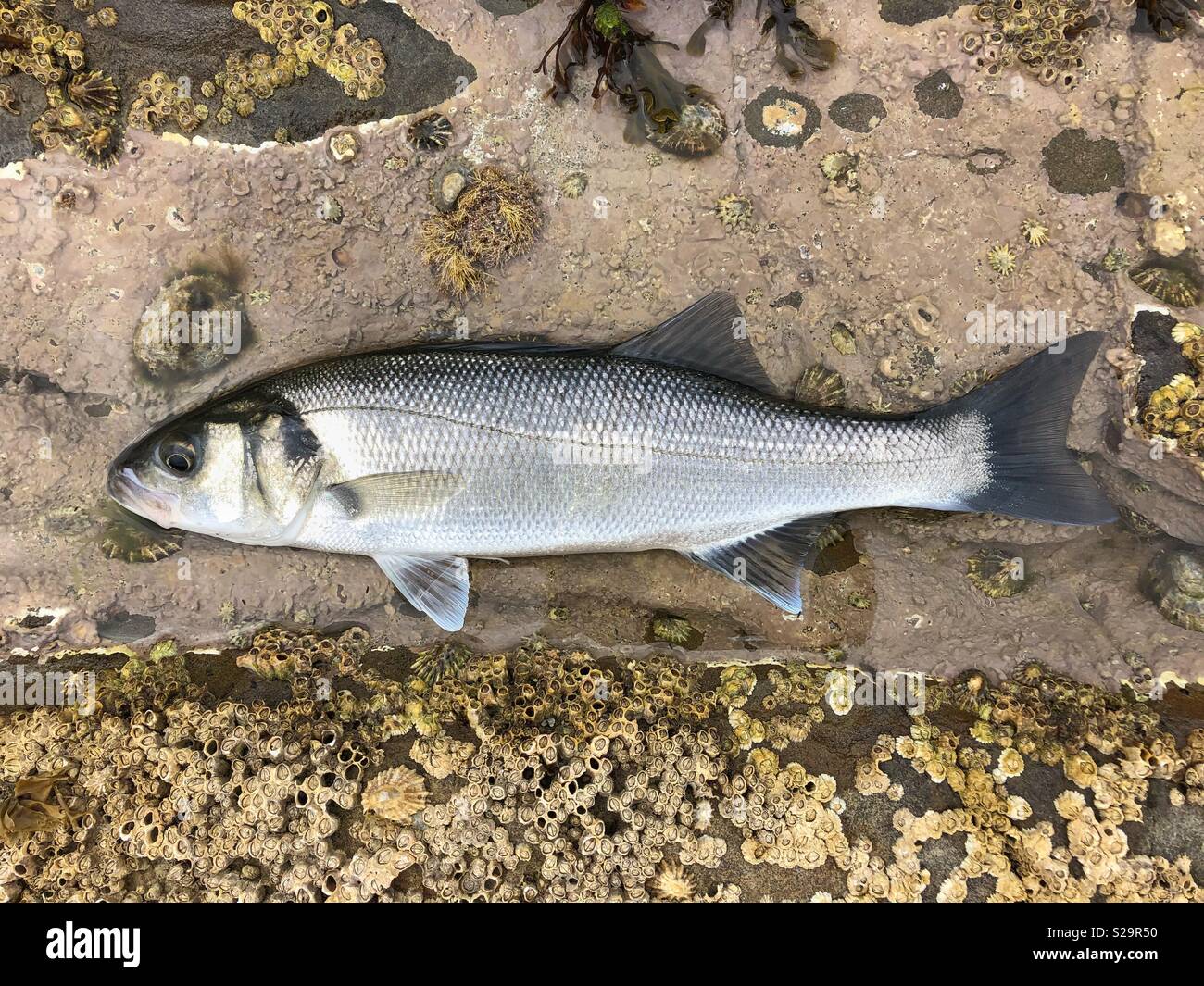 Welsh spigola (Dicentrarchus labrax)in un rock pool prima di essere restituito al mare. Foto Stock