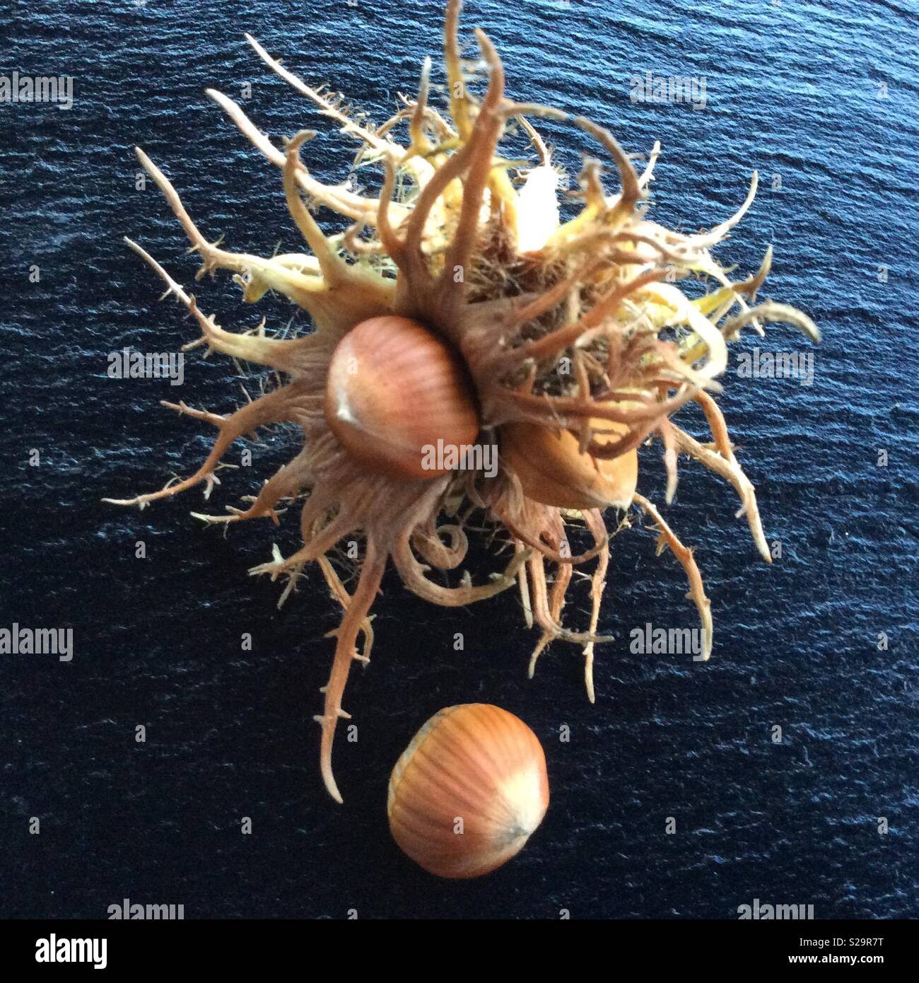 Bagno turco hazel, appena raccolto visualizzata su Black Rock Foto Stock