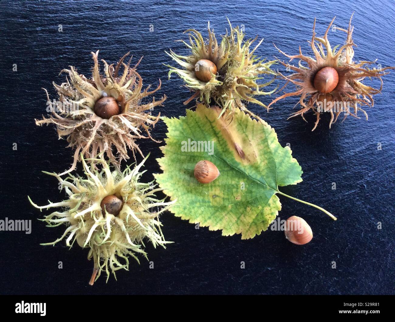 TurkishHazelnuts e le foglie in autunno visualizzati su Black Rock Foto Stock