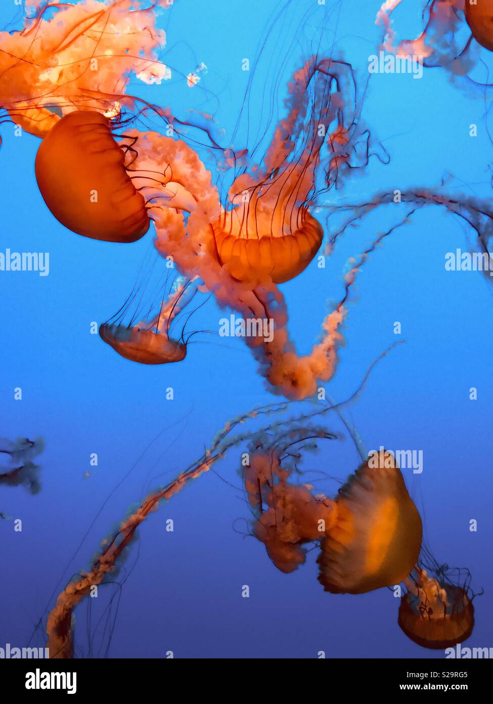 Bella meduse subacquea flottante Foto Stock