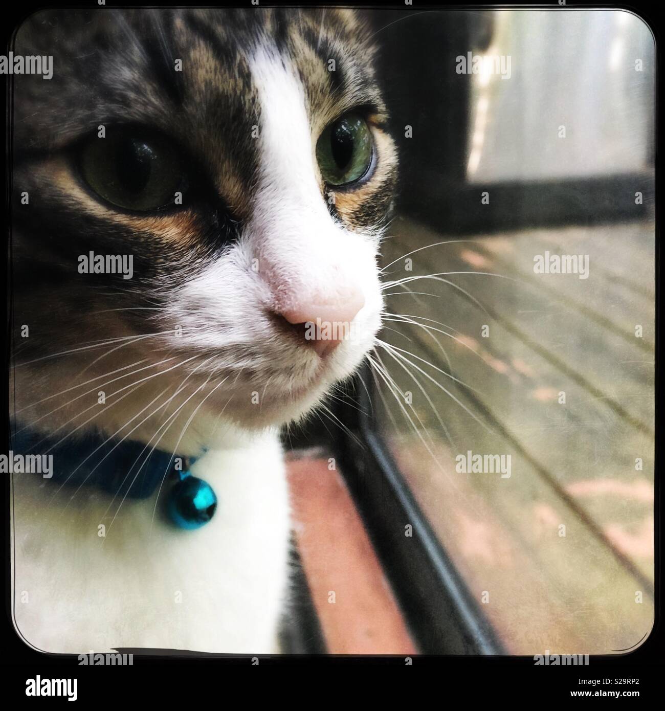 Simba - Immagine stock catturata con smartphone