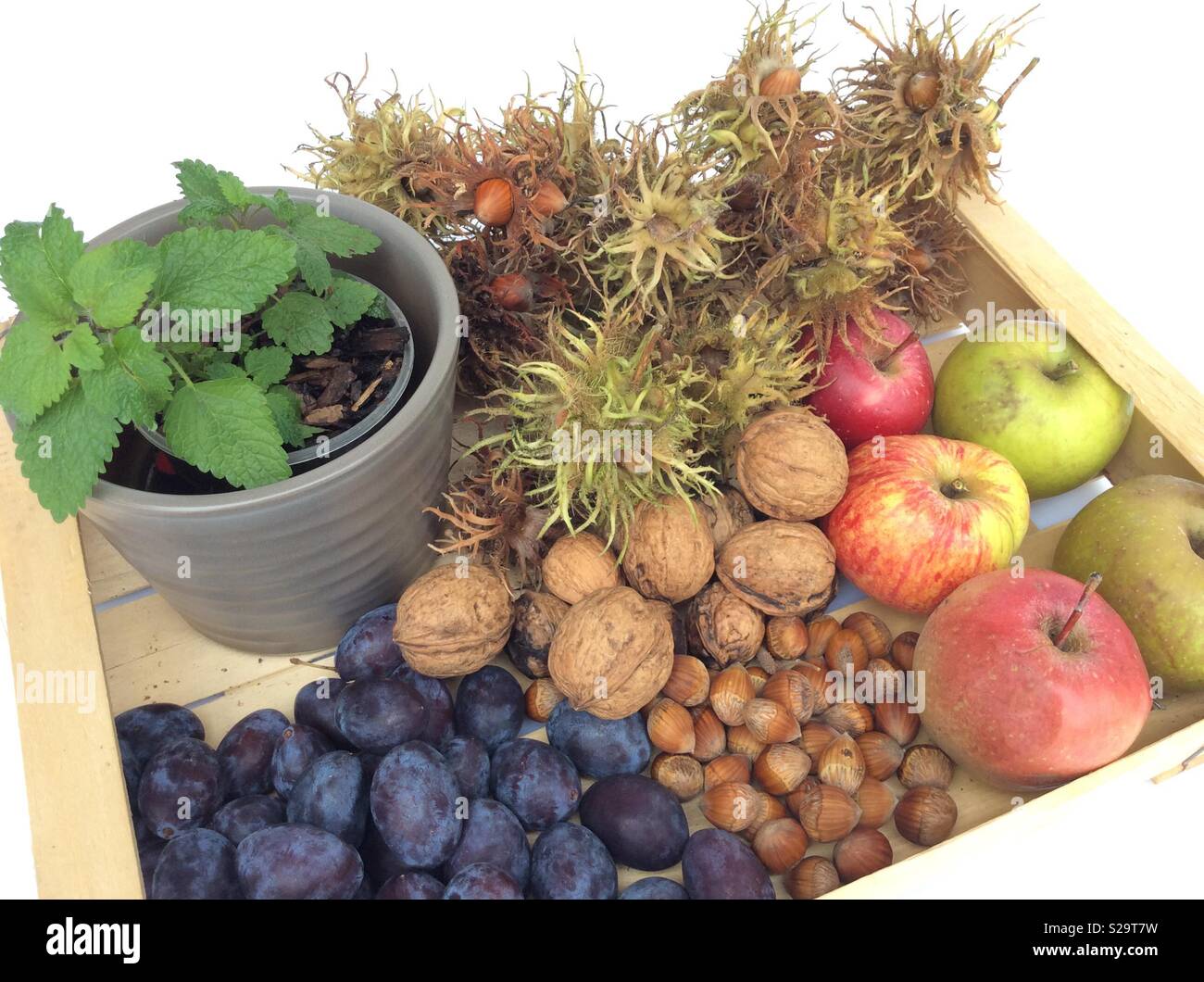 Vista da sopra il raccolto di prodotti biologici da giardino in legno casse di frutta su sfondo bianco Foto Stock