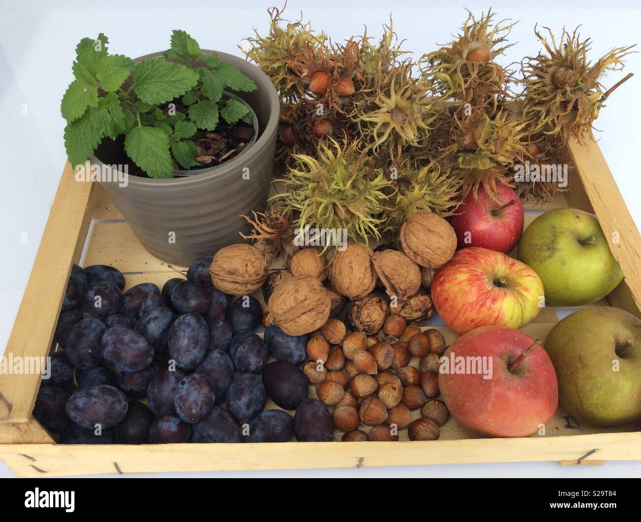 Raccolte bio prodotti da orto raccolti in legno di una cassetta da frutta su sfondo bianco Foto Stock