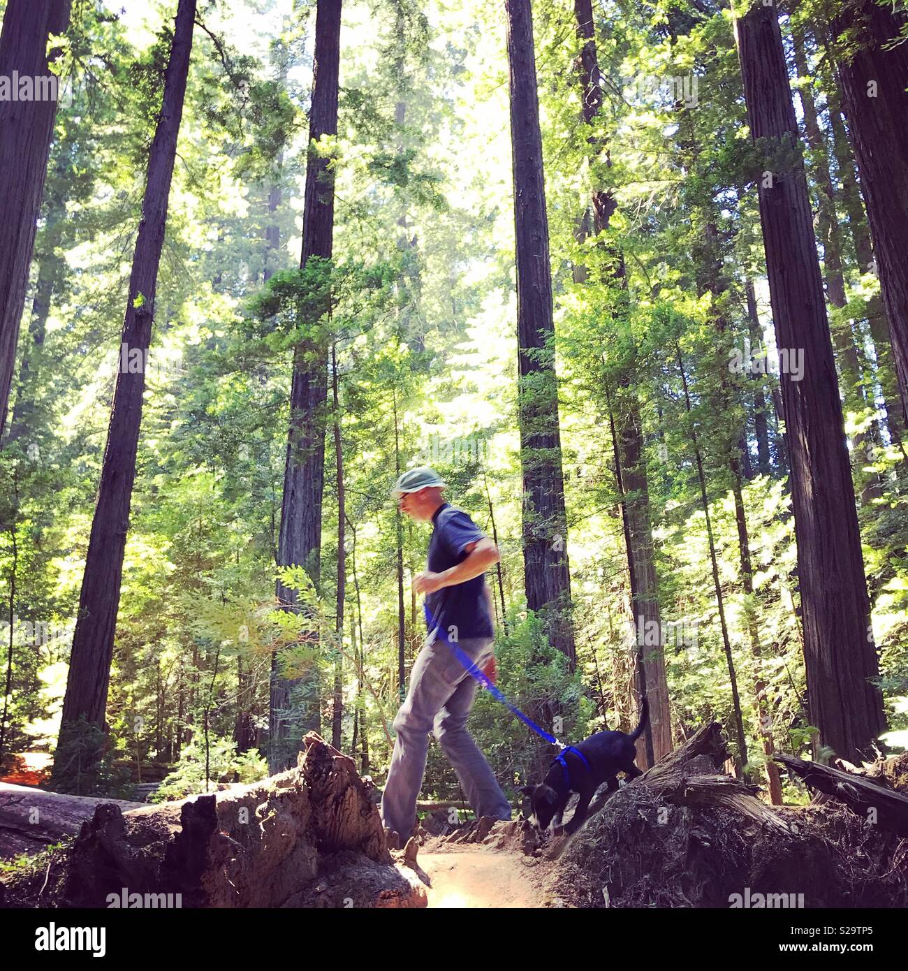 La passeggiata nel bosco Foto Stock