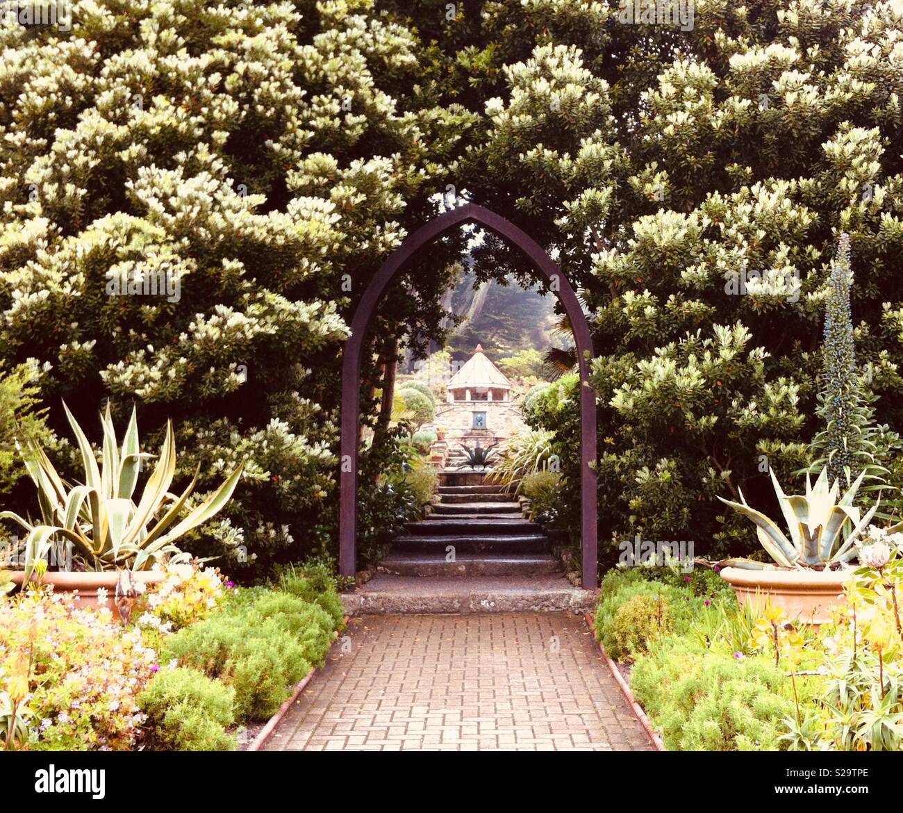 Tresco Abbey Gardens, Isole Scilly Foto Stock