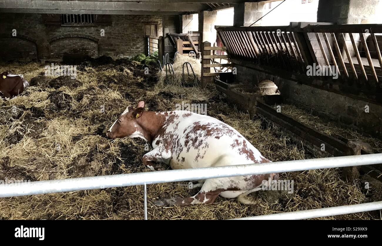 Beamish Open Air Museum - Immagine stock catturata con smartphone