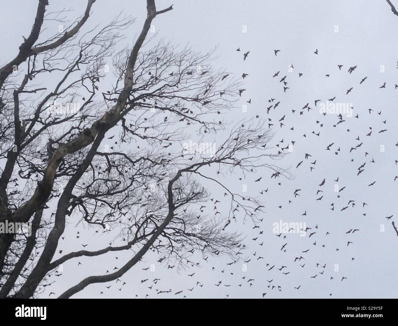 Centinaia di uccelli intorno a un albero Foto Stock