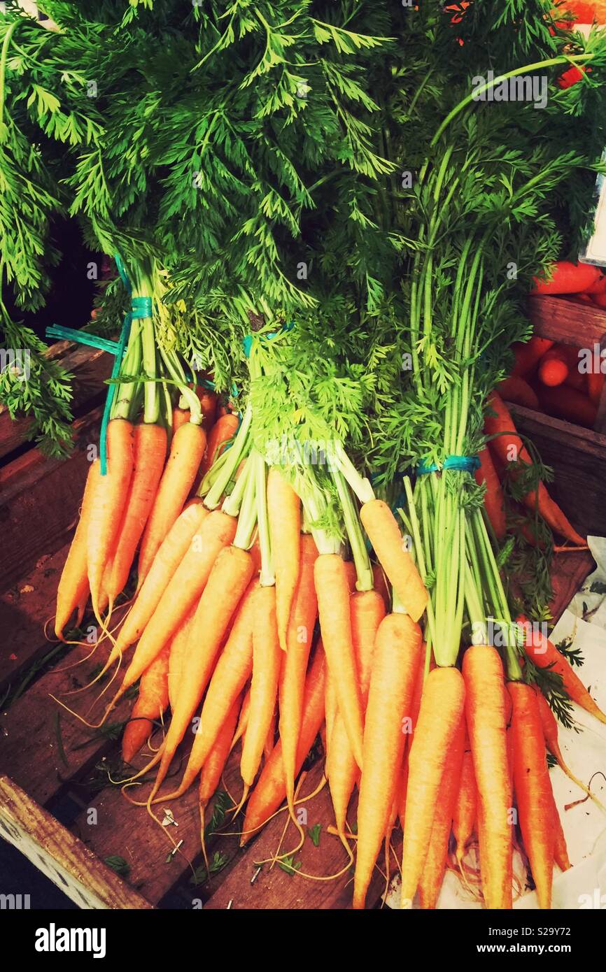 Mazzo di carote organico con cime di verde Foto Stock