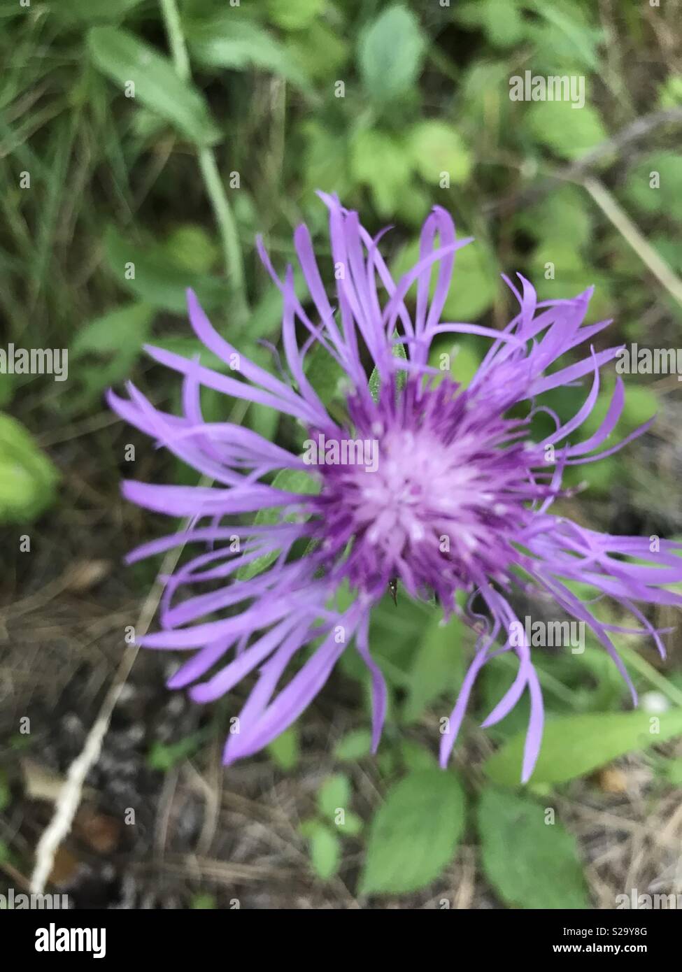 Fiori Selvatici in legno Foto Stock