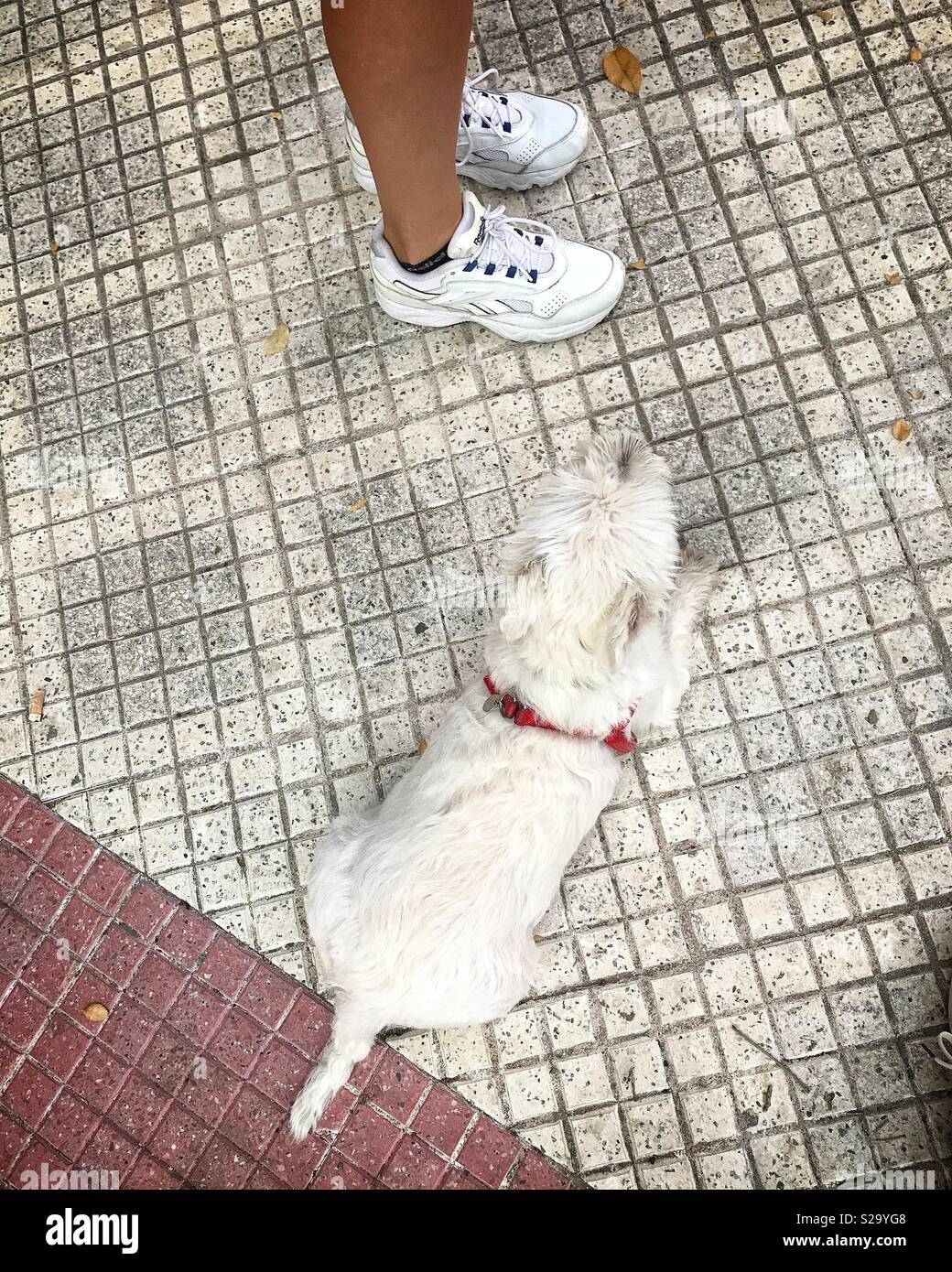 Di piccole dimensioni e di colore bianco scotch terrier cane con collare rosso viste da sopra in appoggio su bianco con piastrelle di ceramica in marciapiede ai piedi del suo proprietario in bianco dei formatori Foto Stock