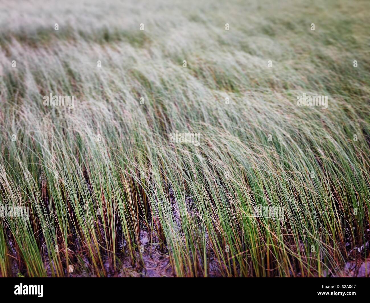 Campo - Immagine stock catturata con smartphone