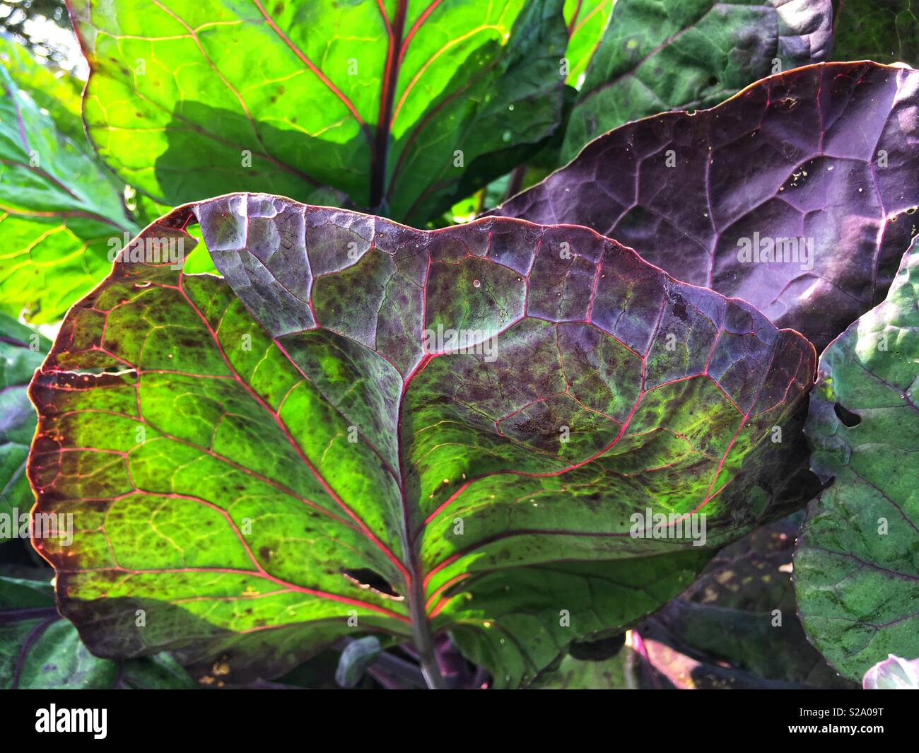 Cavolo rosso impianto - Immagine stock catturata con smartphone