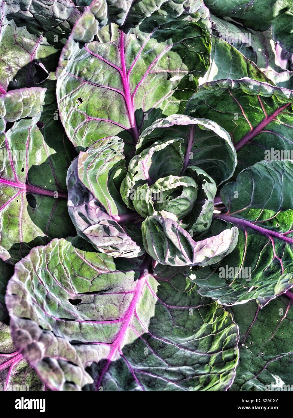 Cavolo rosso impianto - Immagine stock catturata con smartphone
