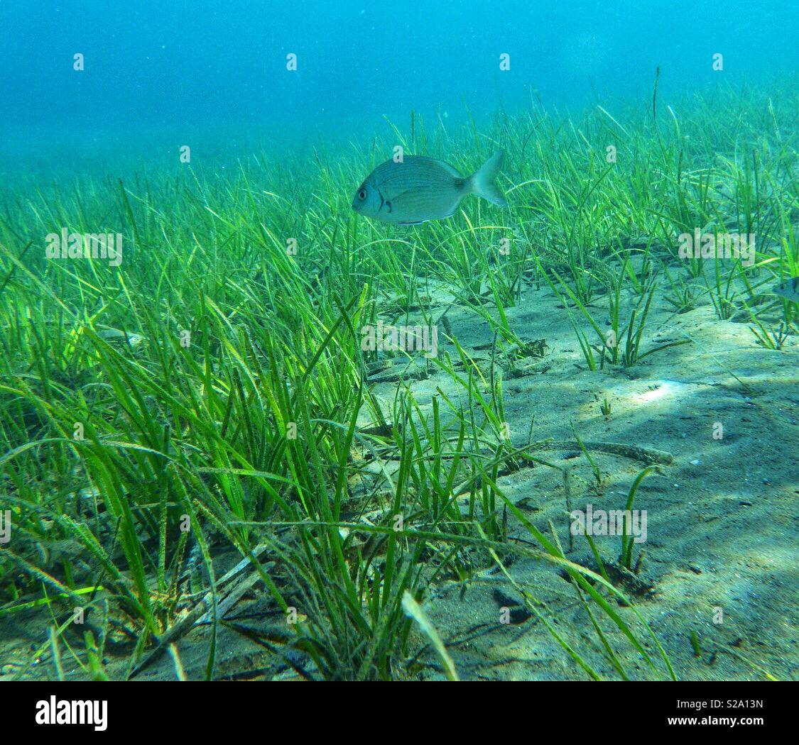 Pesci di mare erba Foto Stock