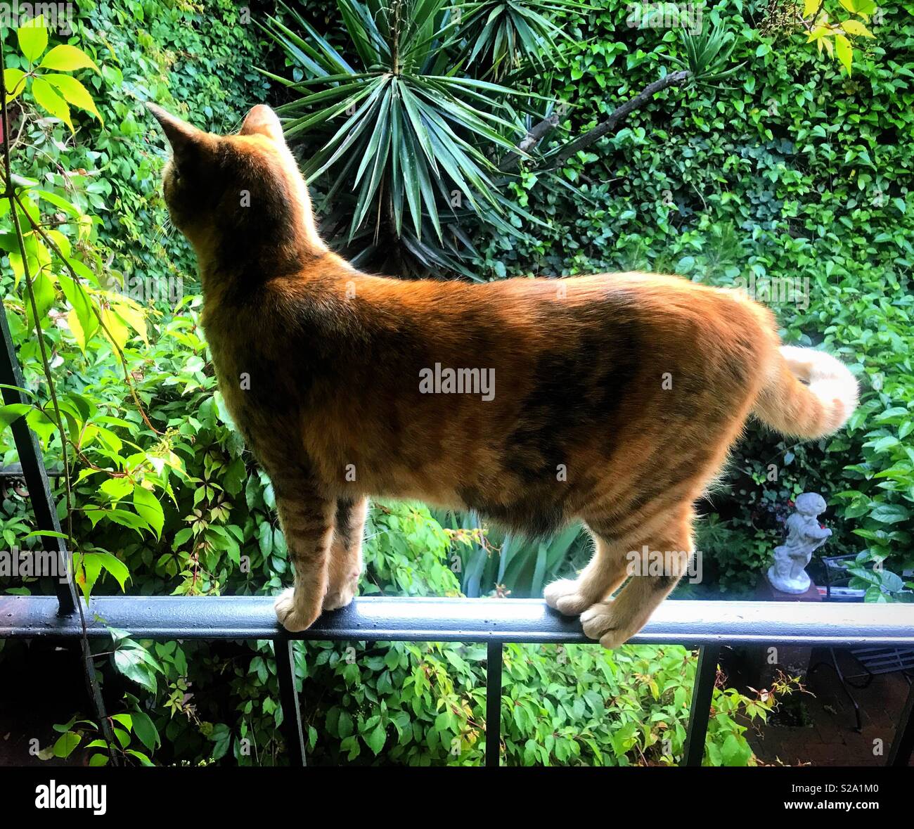 Un gatto in un patio coloniale in Coyoacan, Città del Messico, Messico Foto Stock