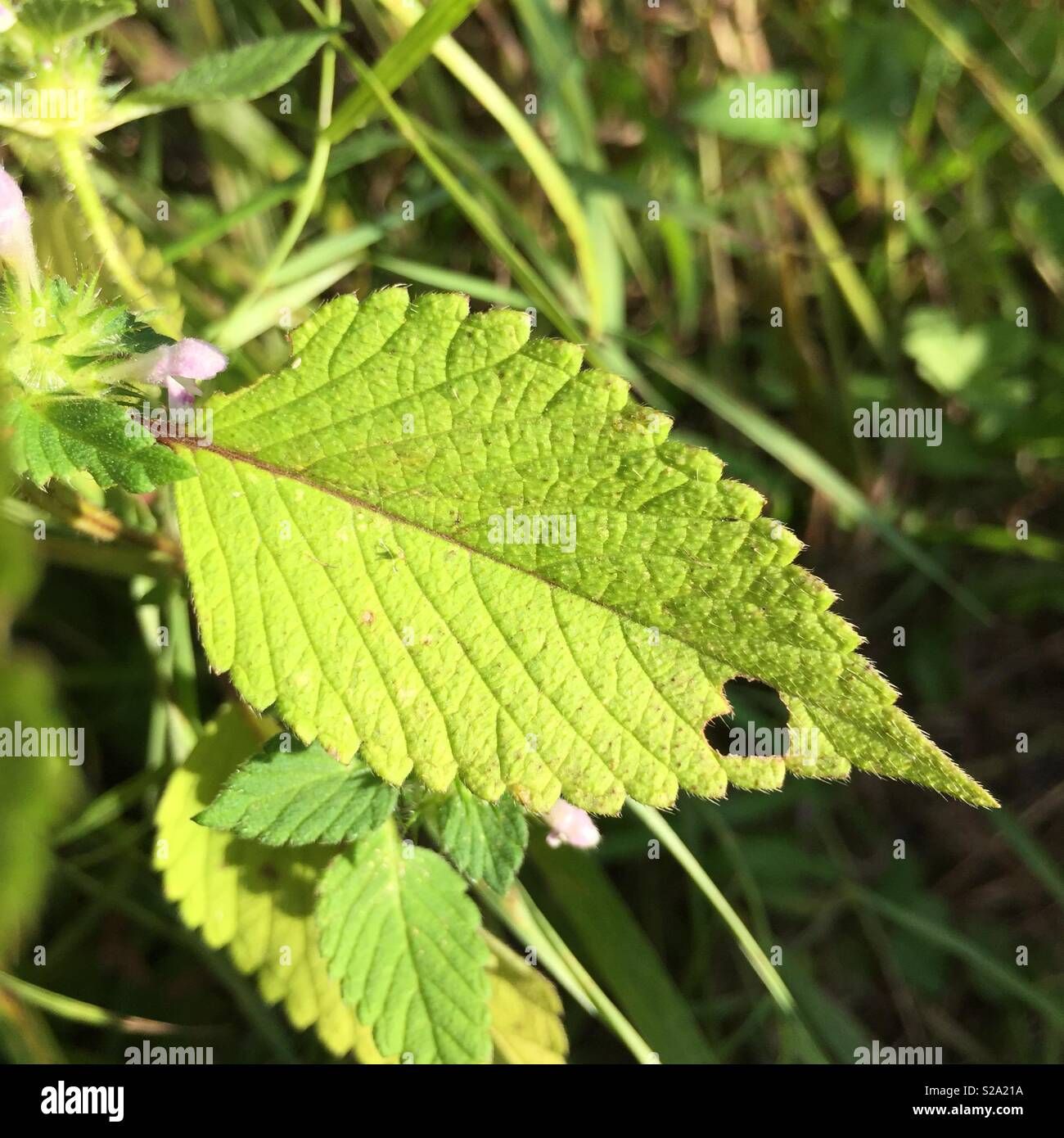 Foglie di piante con foro nella forma di sente il segno. La natura. Foto Stock