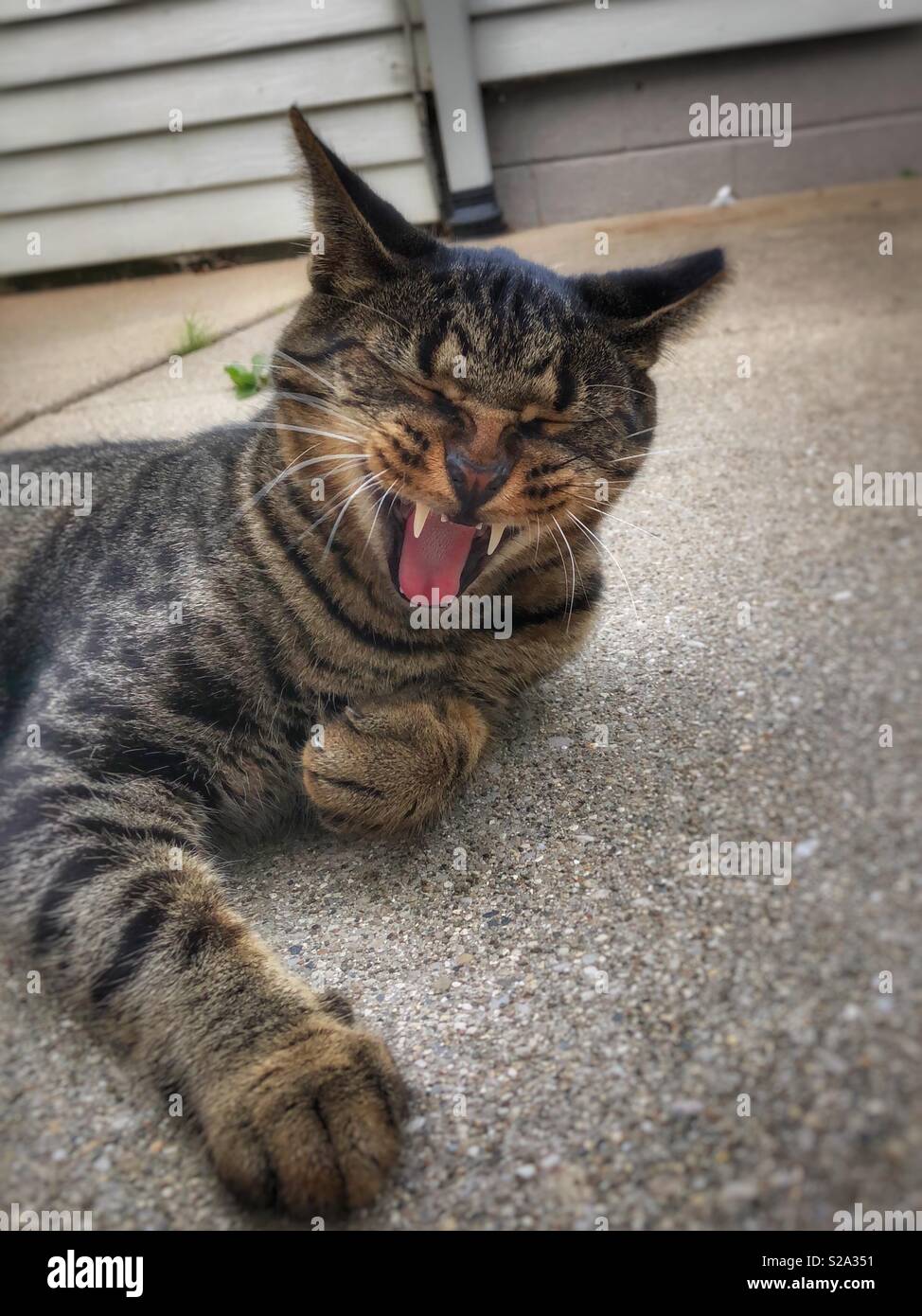 Questo gatto ha sbadiglio appare più come egli è ridere per una buona barzelletta. - Immagine stock catturata con smartphone