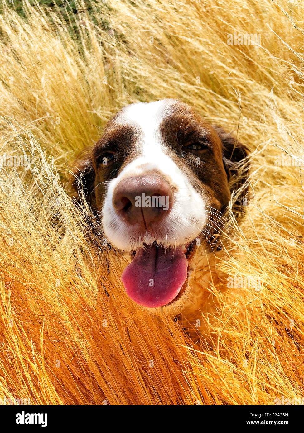 Sorridenti English Springer Spaniel per viso e testa in costiera California erba a giocare a nascondino e go-cercano Foto Stock