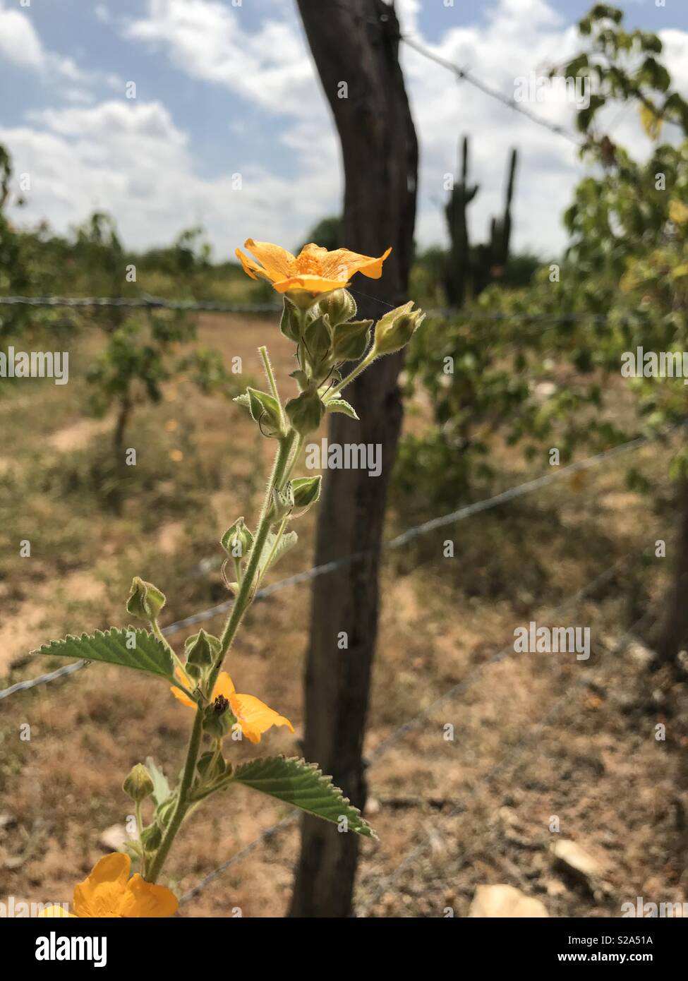 Caatinga Florida - Brasile Foto Stock