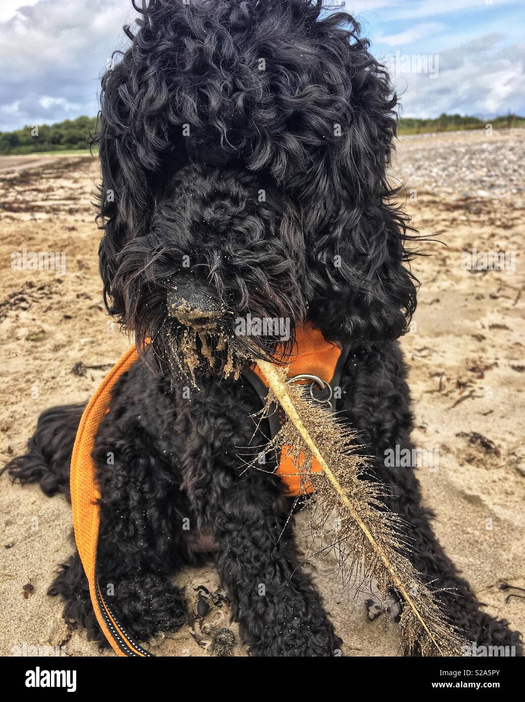 Cockapoo cane con piuma Foto Stock