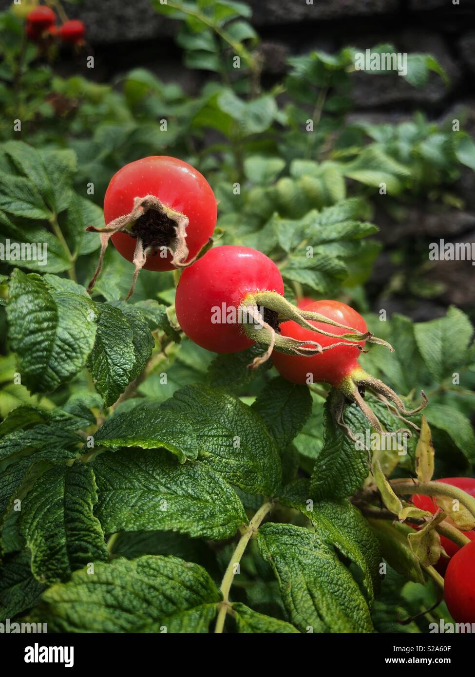 Chiudere fino a tre rosa canina in un giardino inglese in estate Foto Stock