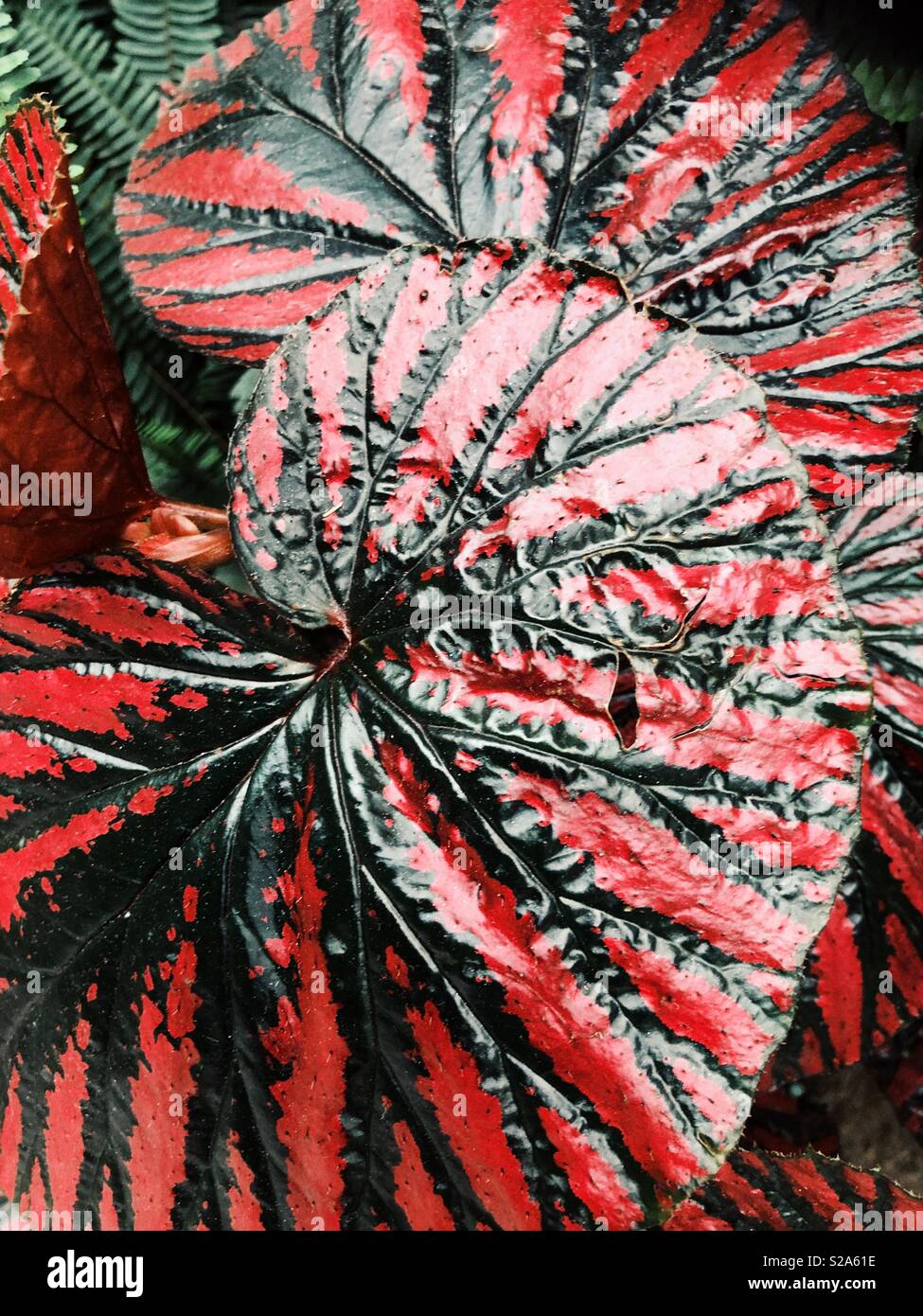 Insolito rosso e nero pianta tropicale - Begonia brevirimosa Foto Stock