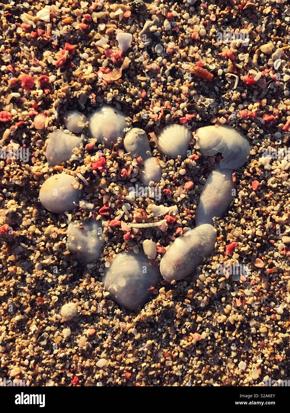 Un cuore fatto di conchiglie bianche nel mezzo di rosa e sabbia chiara. Foto Stock