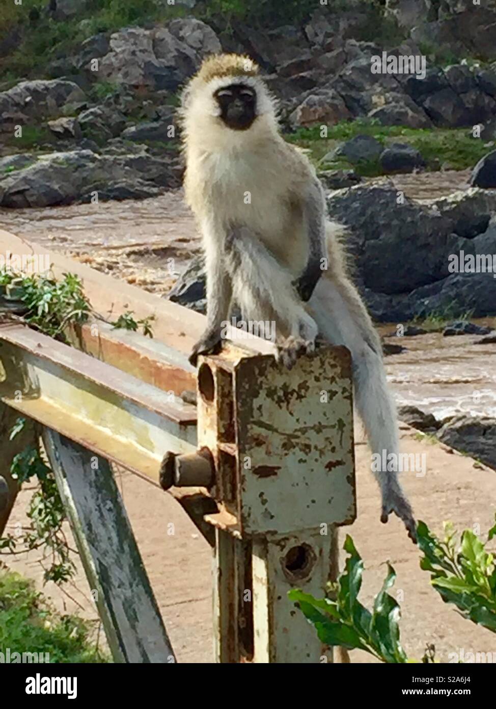 Ritratto di un viso nero monkey sul fiume di Mara in Tanzania Foto Stock