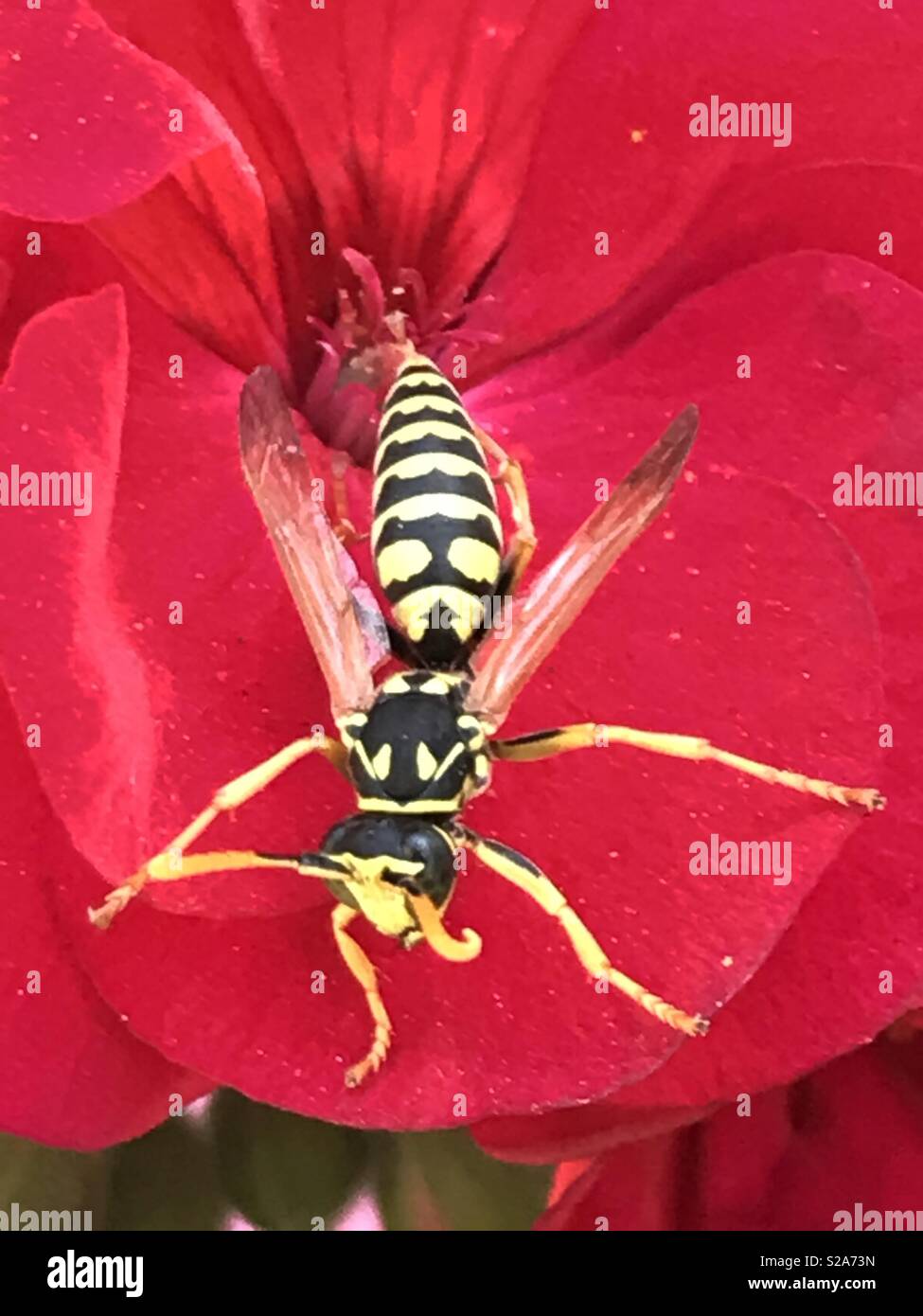 Un'ape seduta su un fiore Foto Stock