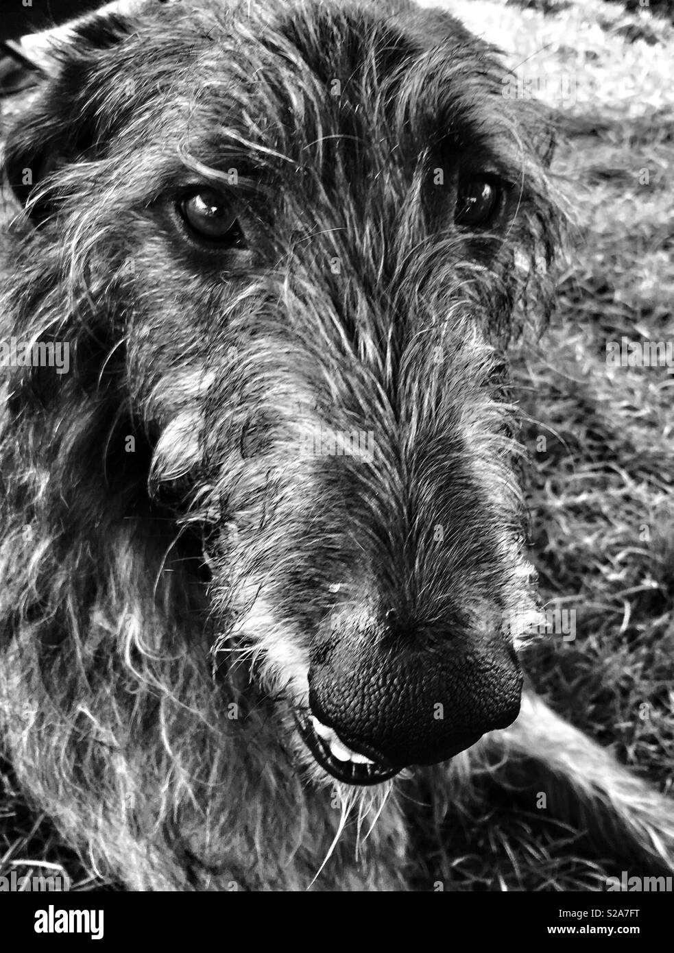 Ritratto di scottish deerhound - Immagine stock catturata con smartphone
