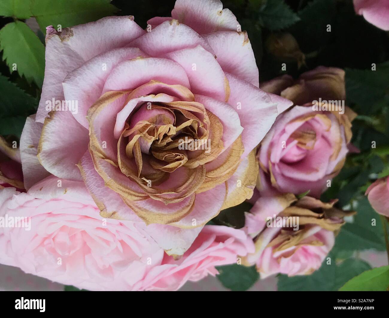 Fading roses Foto Stock