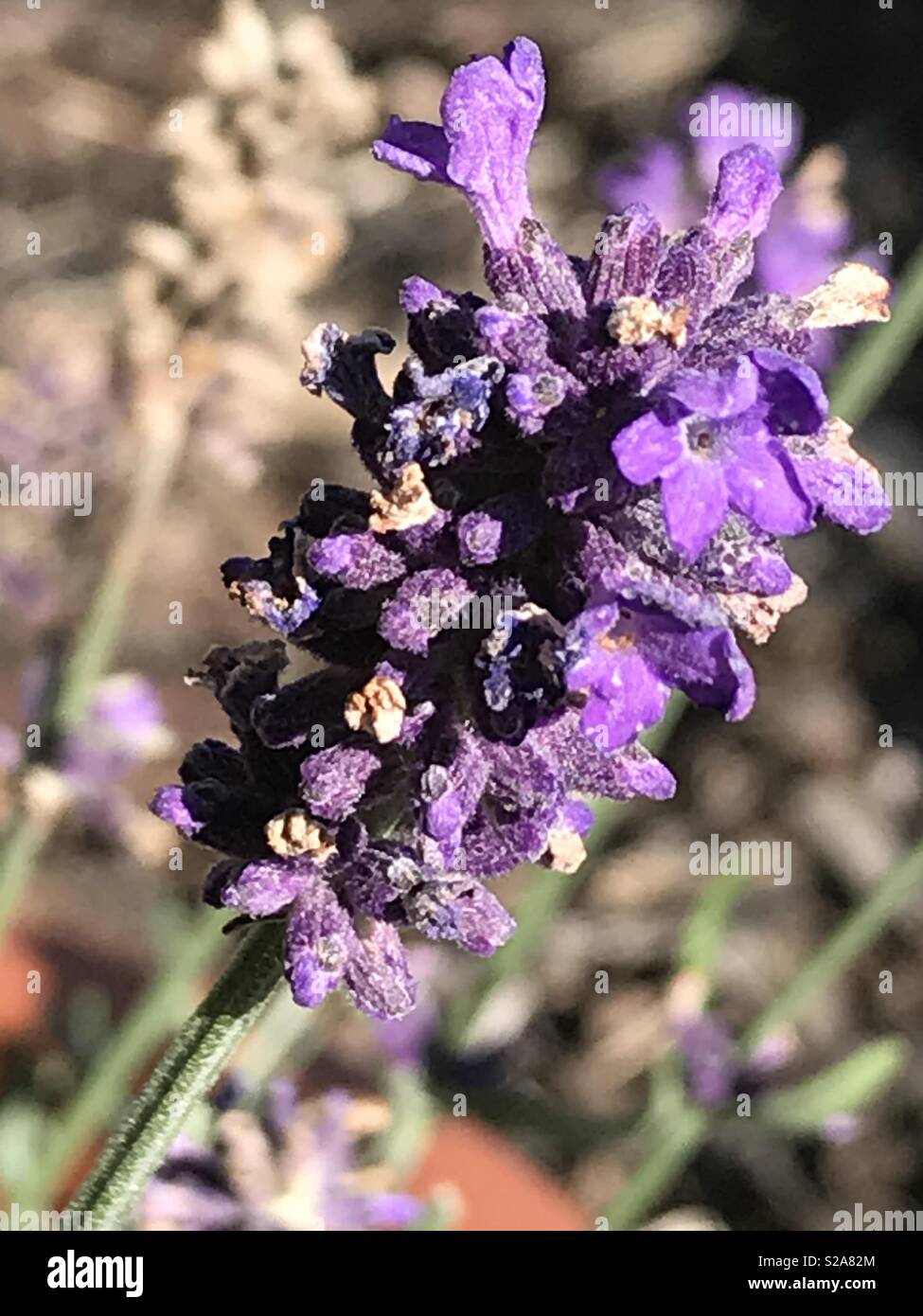 Close up di lavanda in inglese Foto Stock