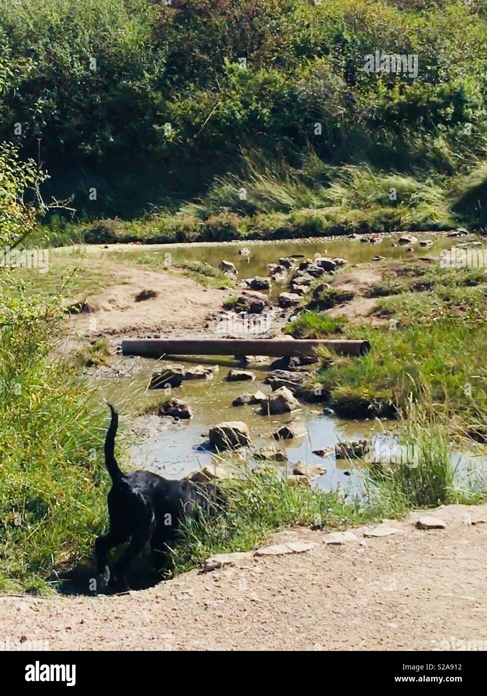Nero cucciolo di cane con lunga coda ad esplorare il fiume, erba lunga e pietre miliari Foto Stock